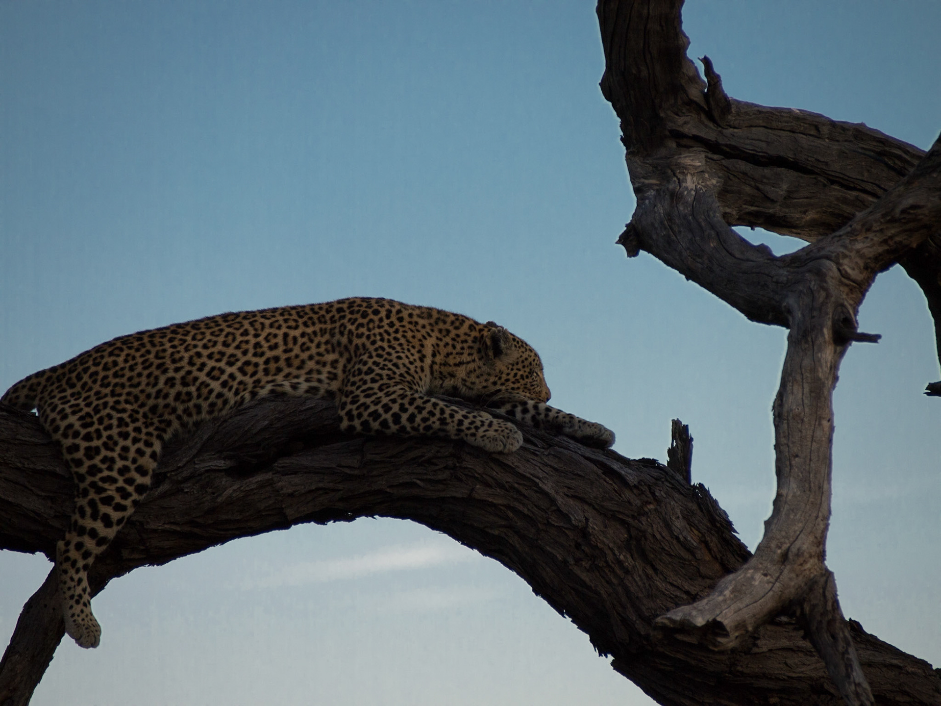, North West, Botswana [Apr 2014]