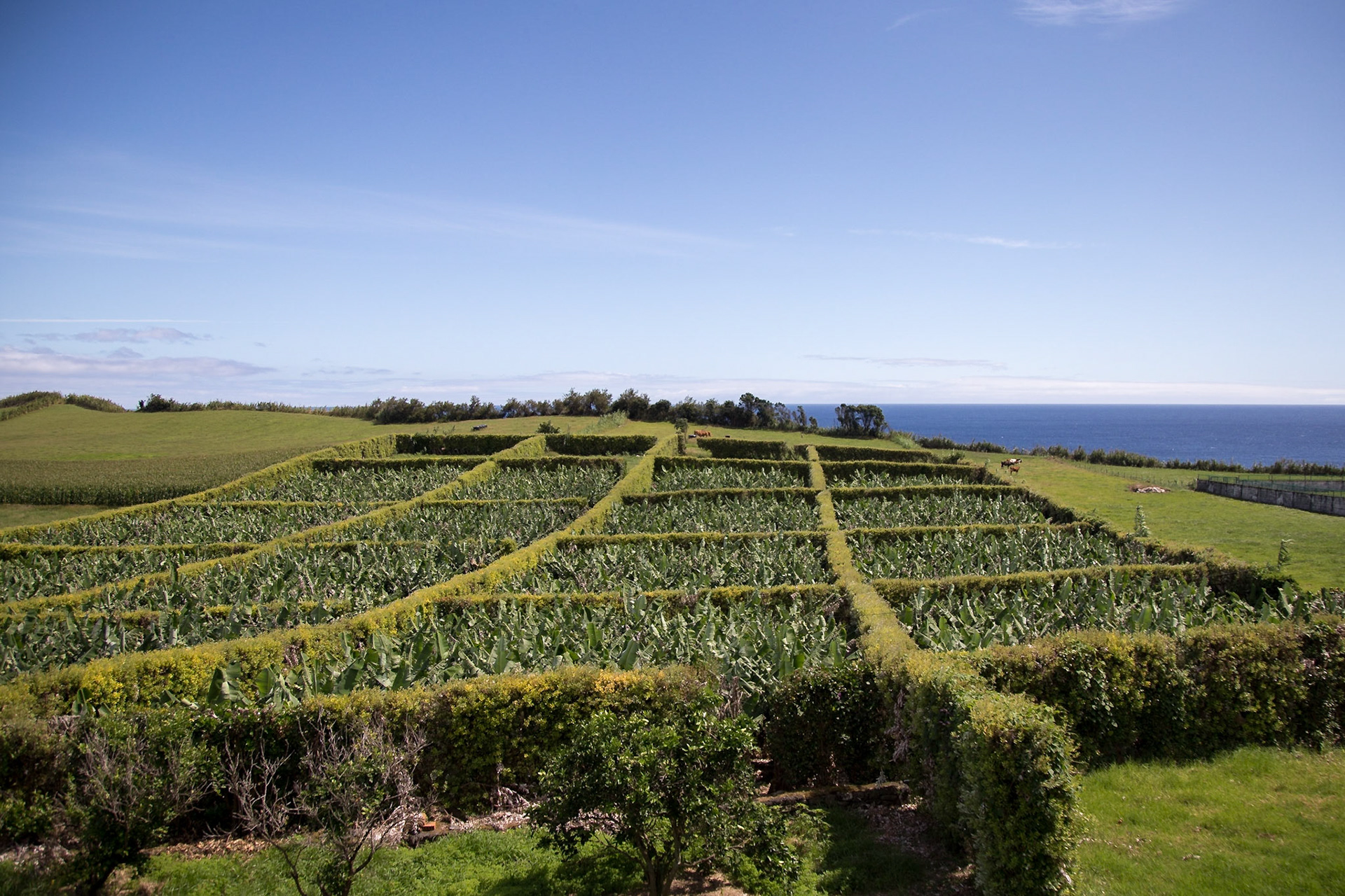 Feteira, Azores, Portugal [Aug 2019]