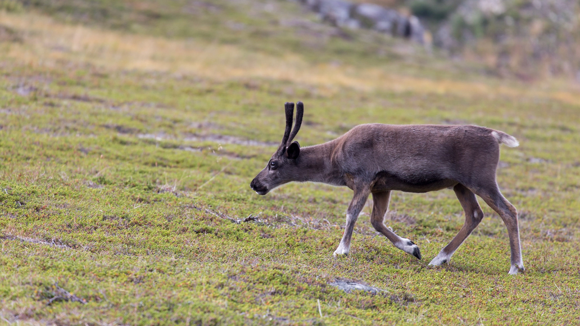 Rypefjord, Finnmark, Norway [Aug 2022]