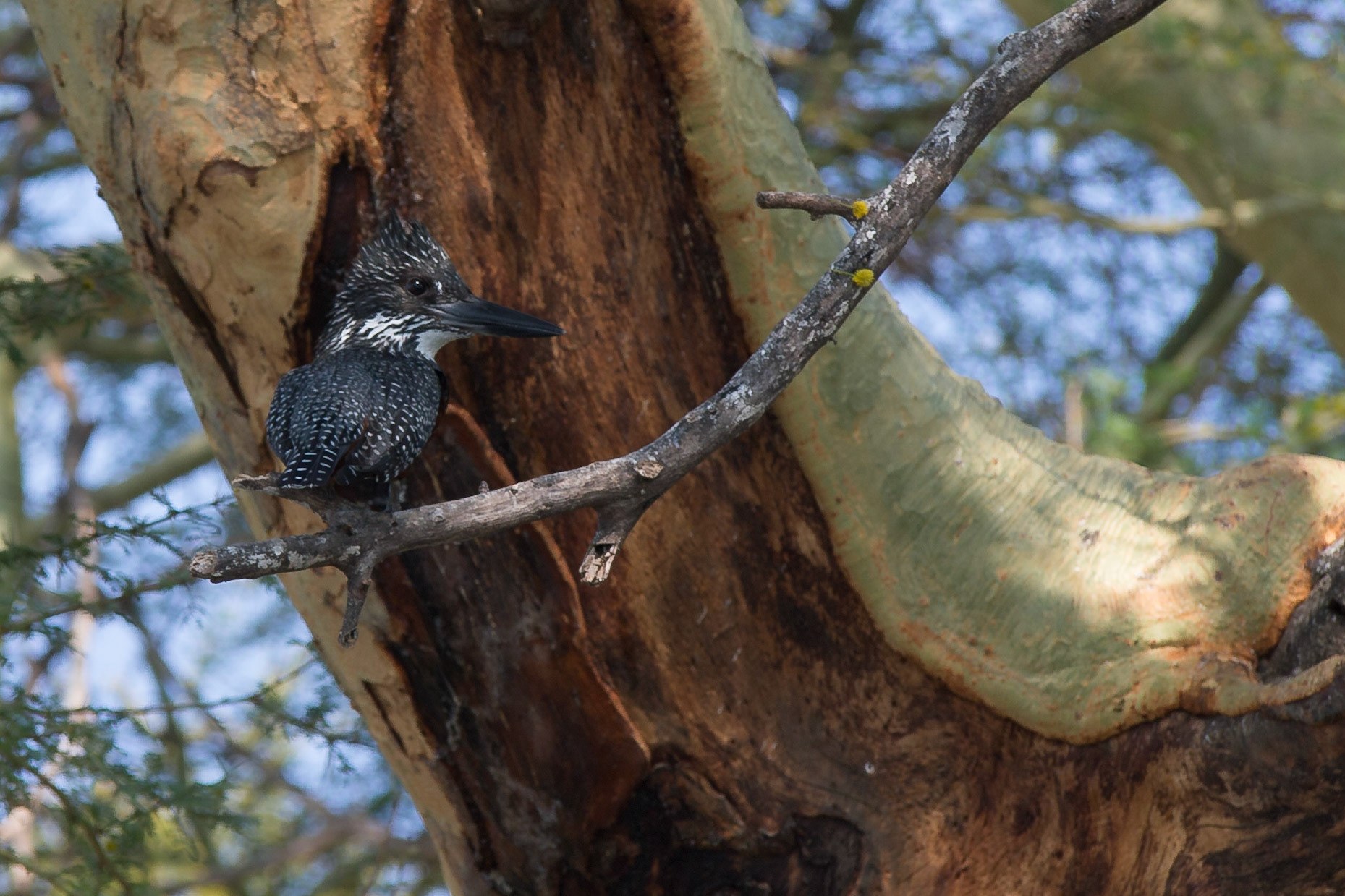 Liwonde, Southern Region, Malawi [Aug 2016]