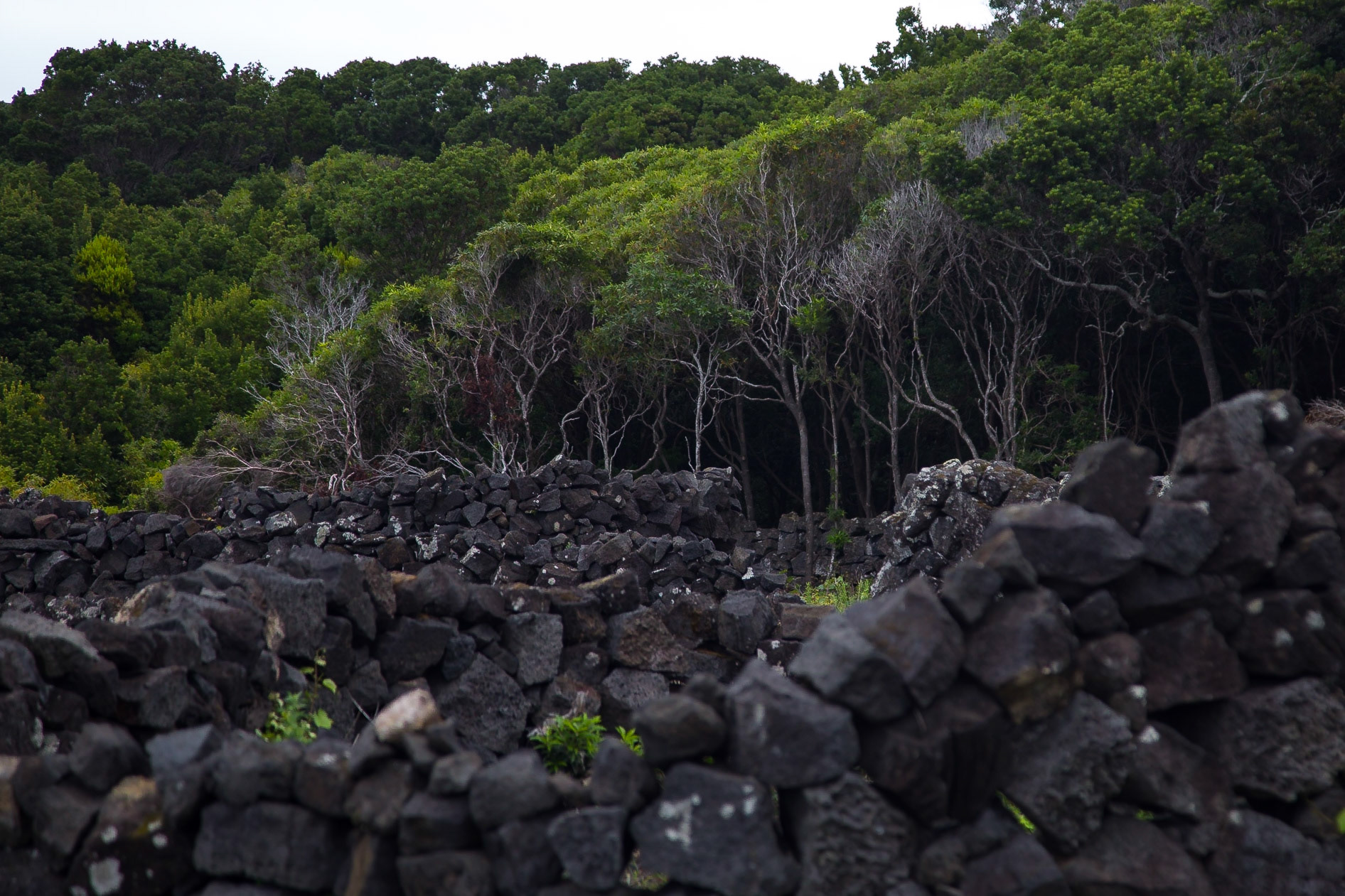 Santa Luzia, Azores, Portugal [Aug 2019]