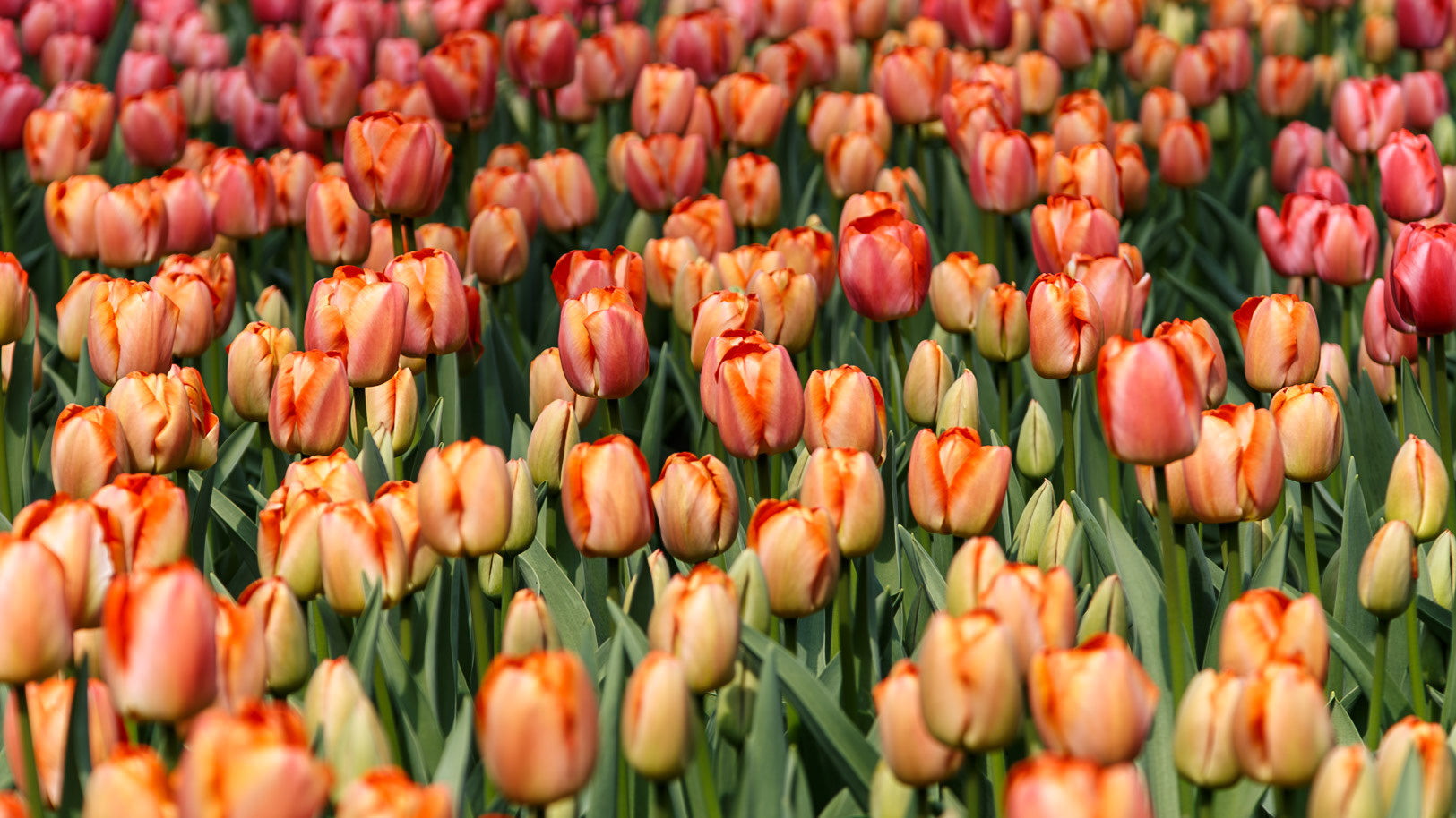 Lisse, South Holland, Netherlands [Apr 2025]