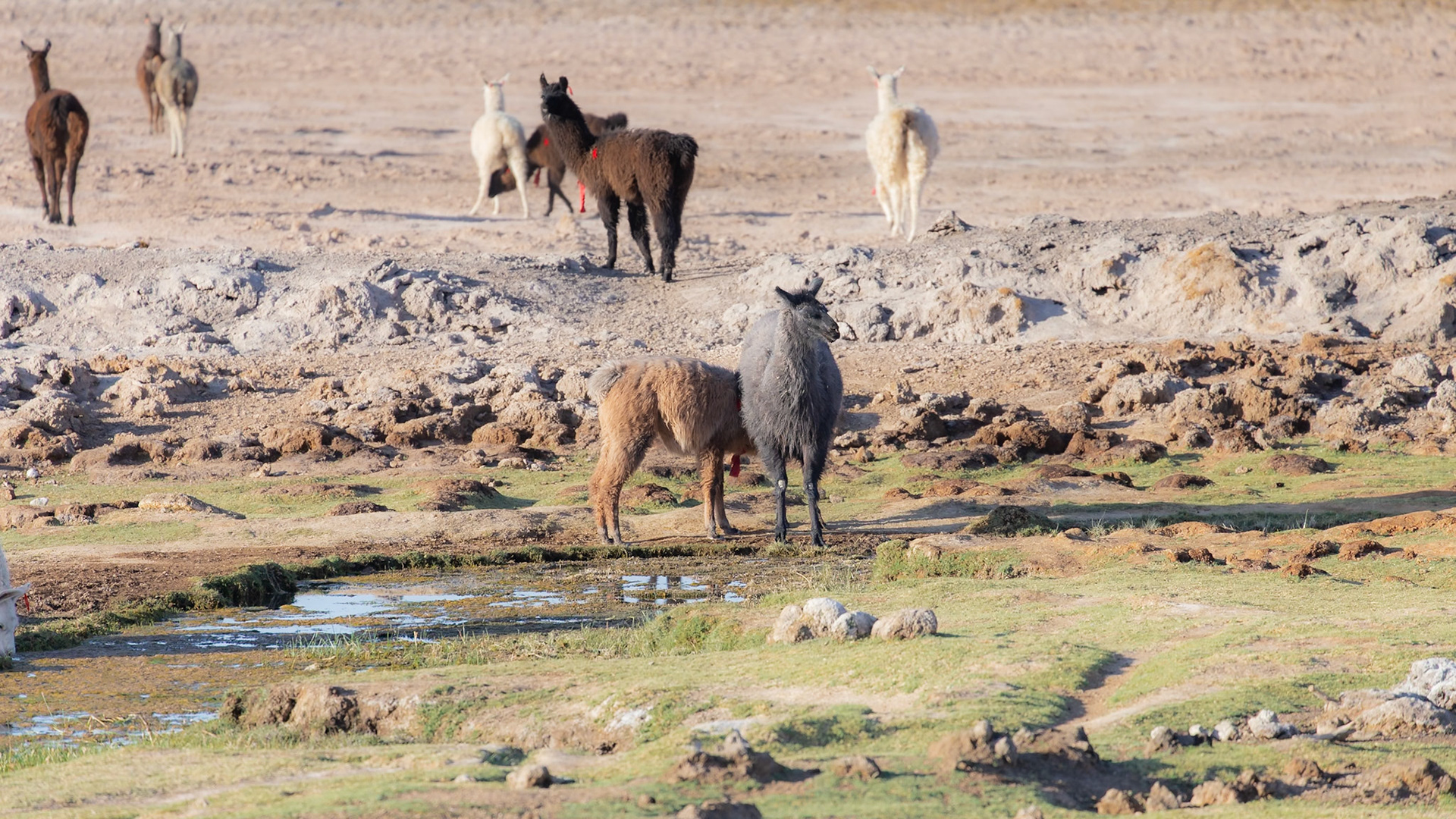 San Pedro de Atacama, Antofagasta, Chile [Jan 2024]