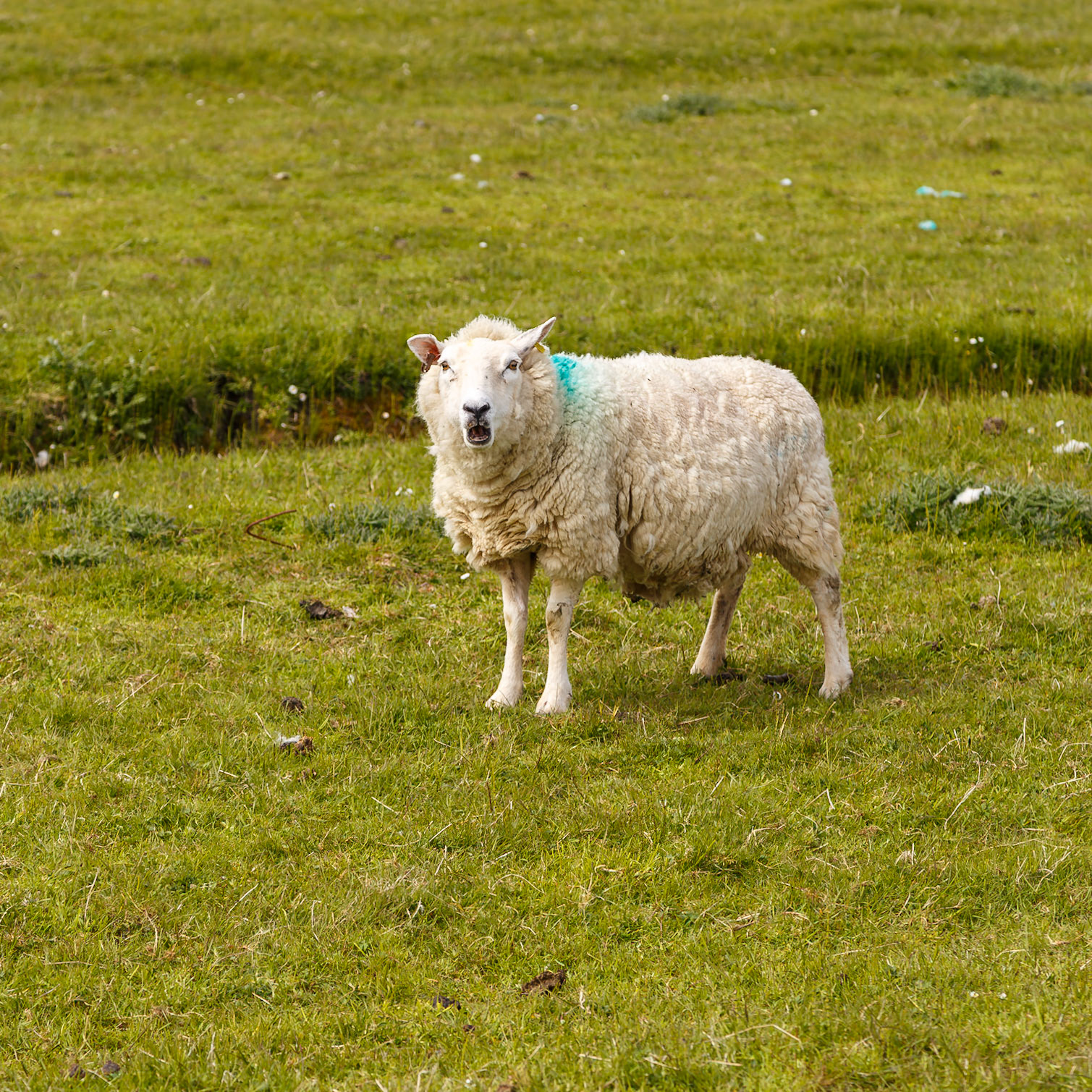 Isle of Lewis, Scotland, United Kingdom [May 2026]