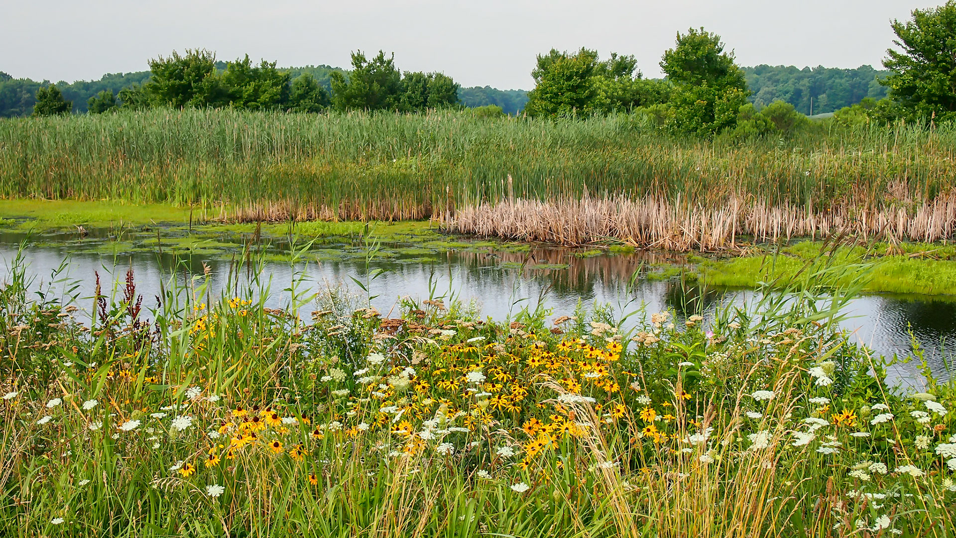 Smyrna, Delaware, United States [Jul 2013]