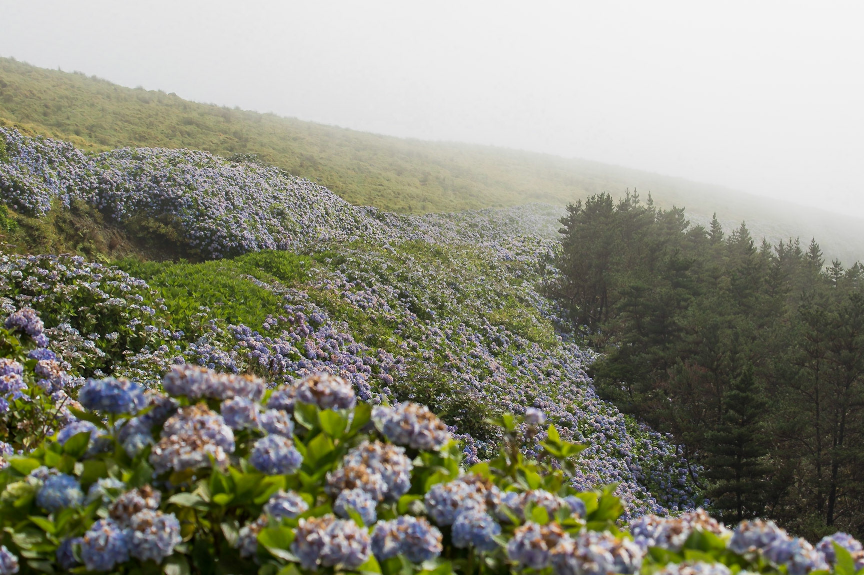 Cedros, Azores, Portugal [Aug 2019]