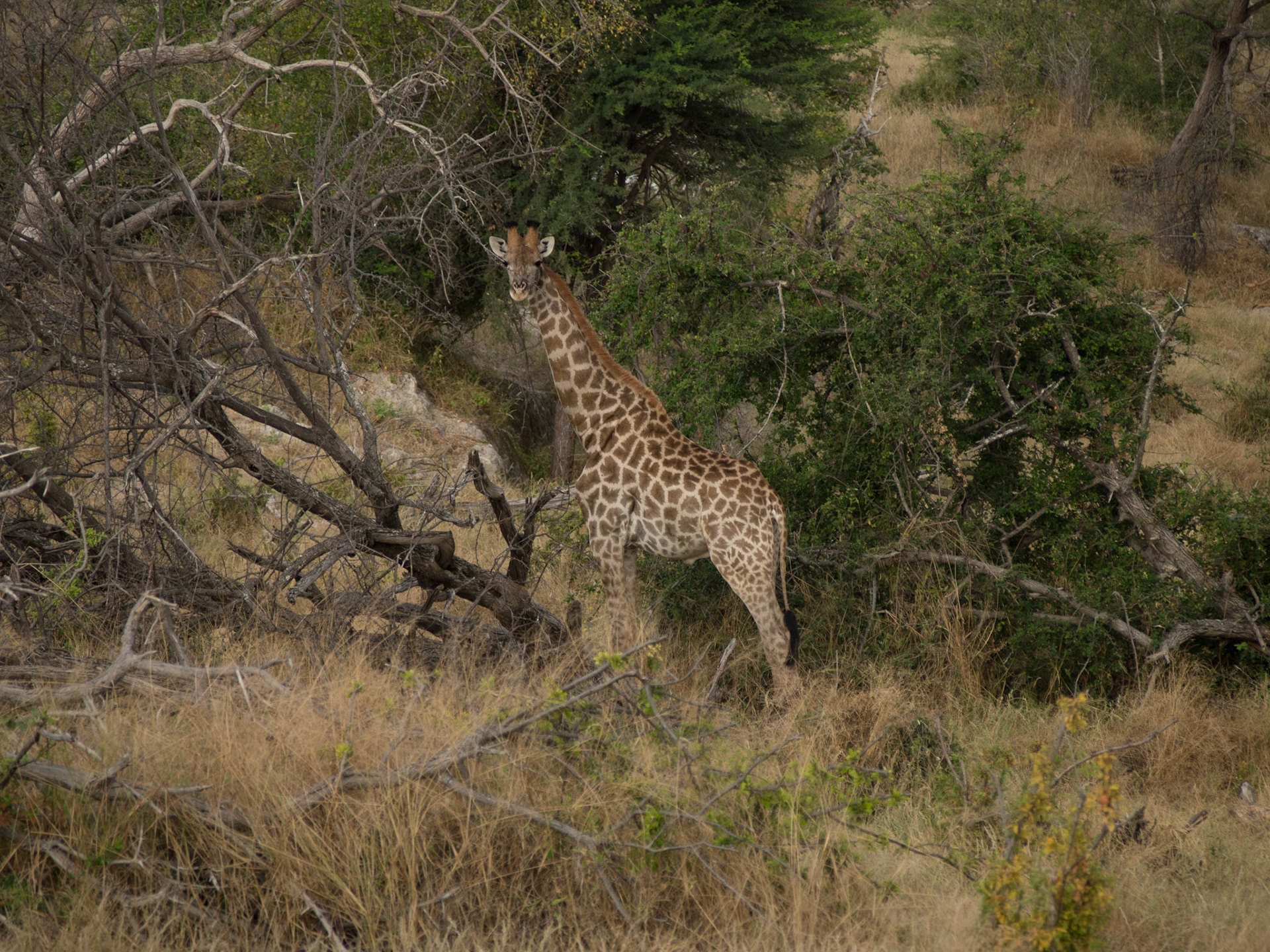 , North West, Botswana [Apr 2014]