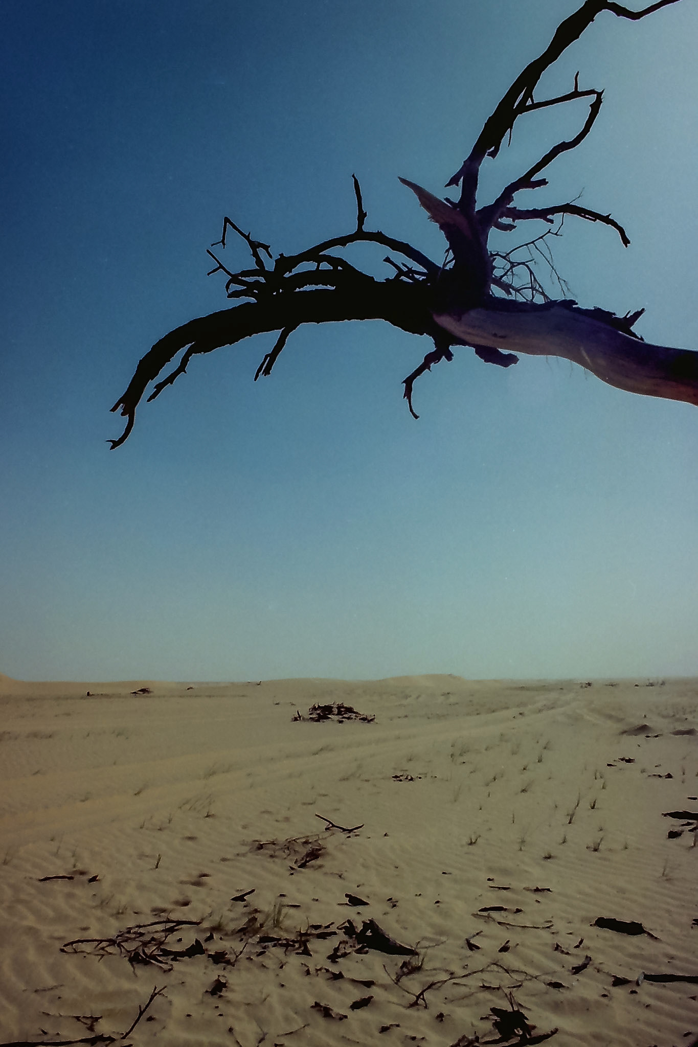 , Dakhlet Nouâdhibou, Mauritania [Jan 1994]