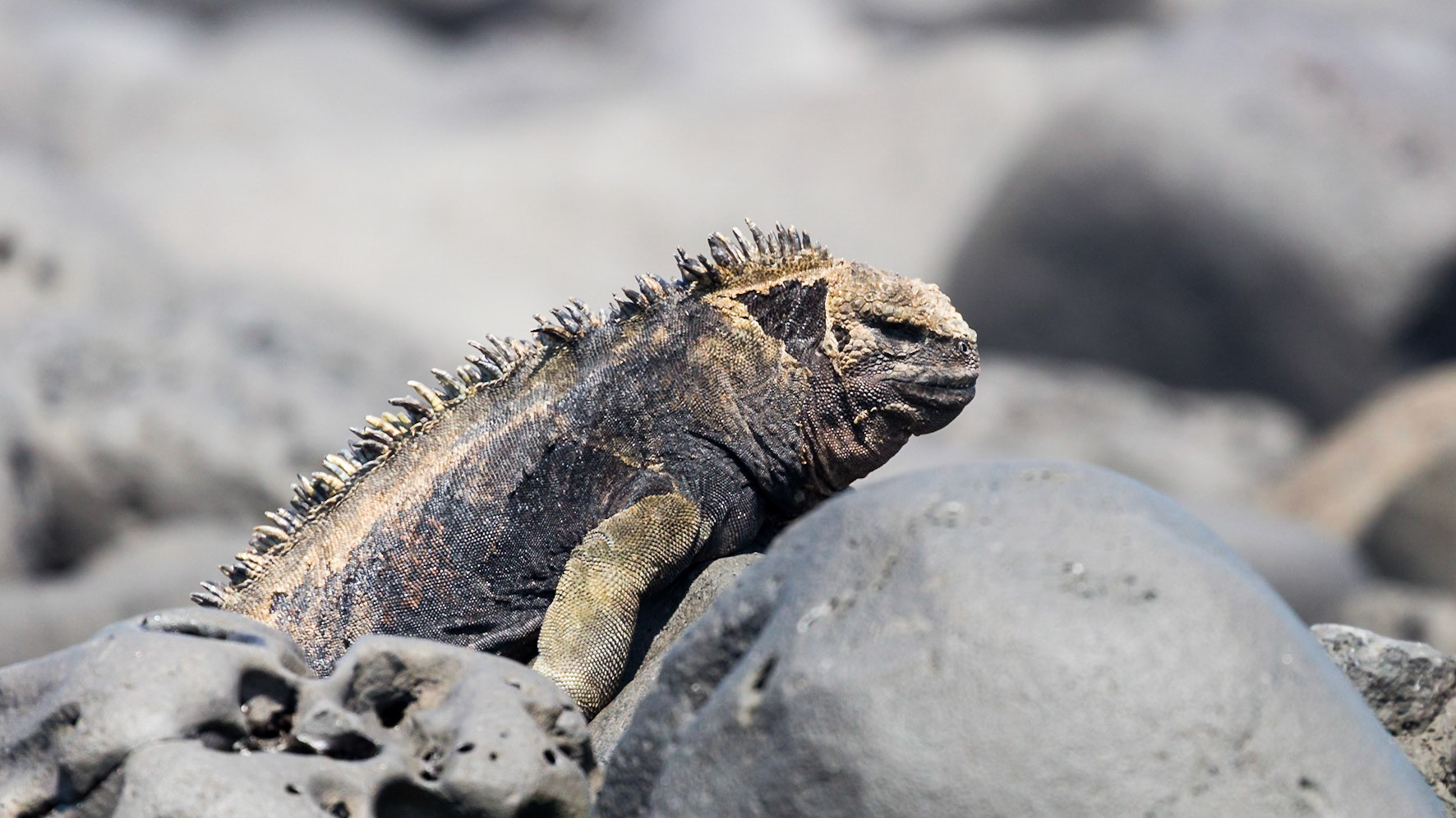 San Cristóbal Canton, Galápagos, Ecuador [Mar 2022]
