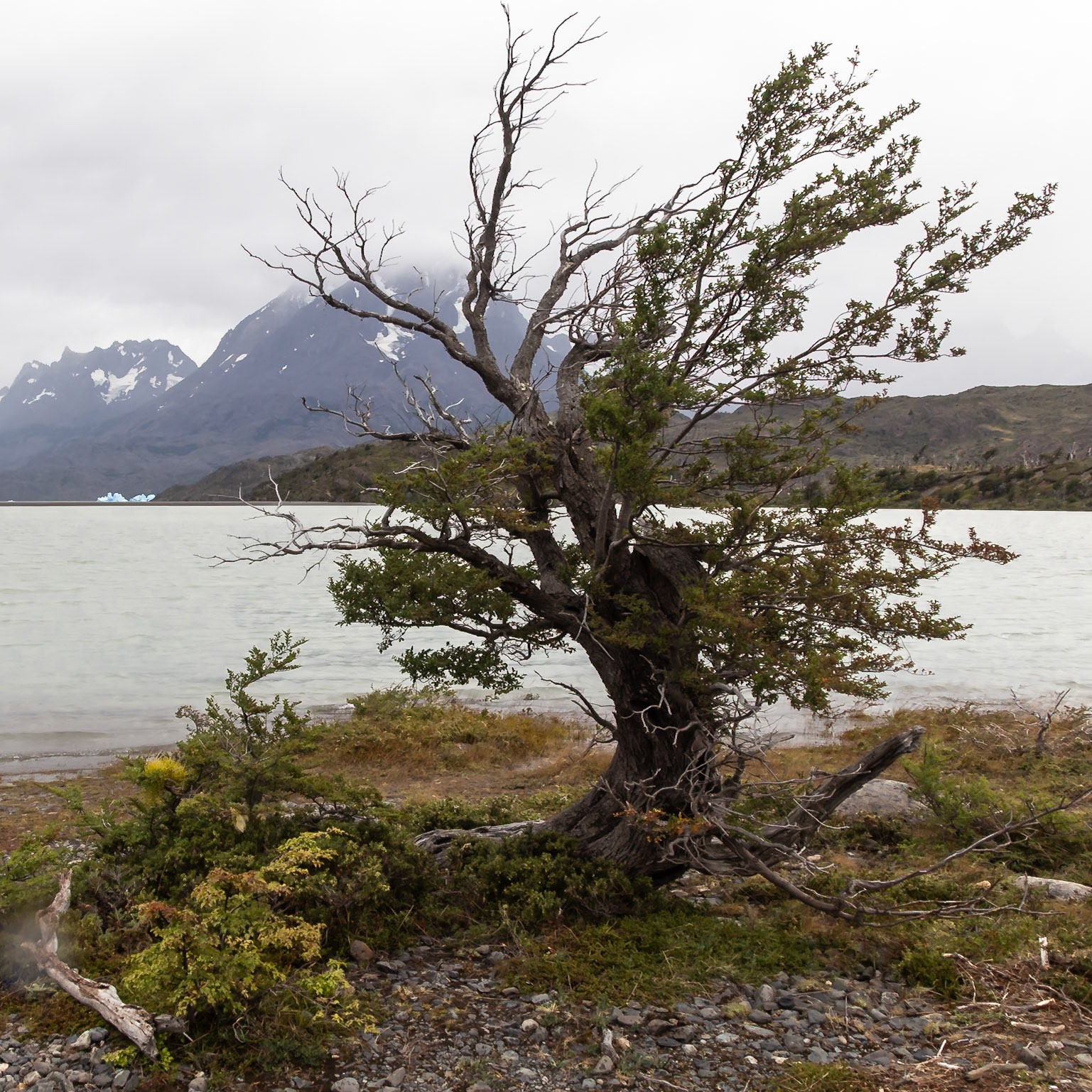 Torres del Paine, Magellan and the Chilean Antarctic, Chile [Jan 2024]