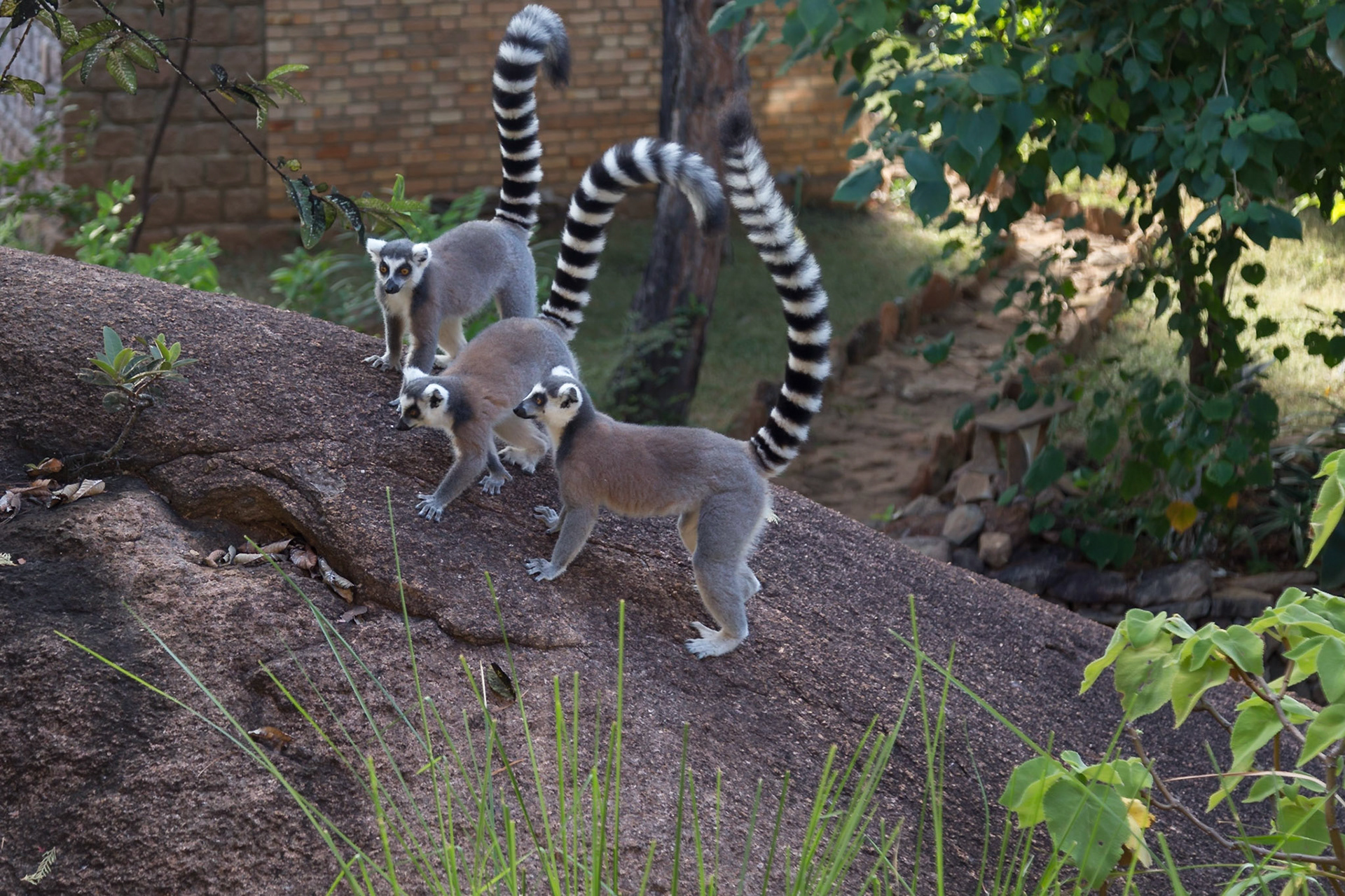 Camp Catta, Haute Matsiatra, Madagascar [Apr 2019]