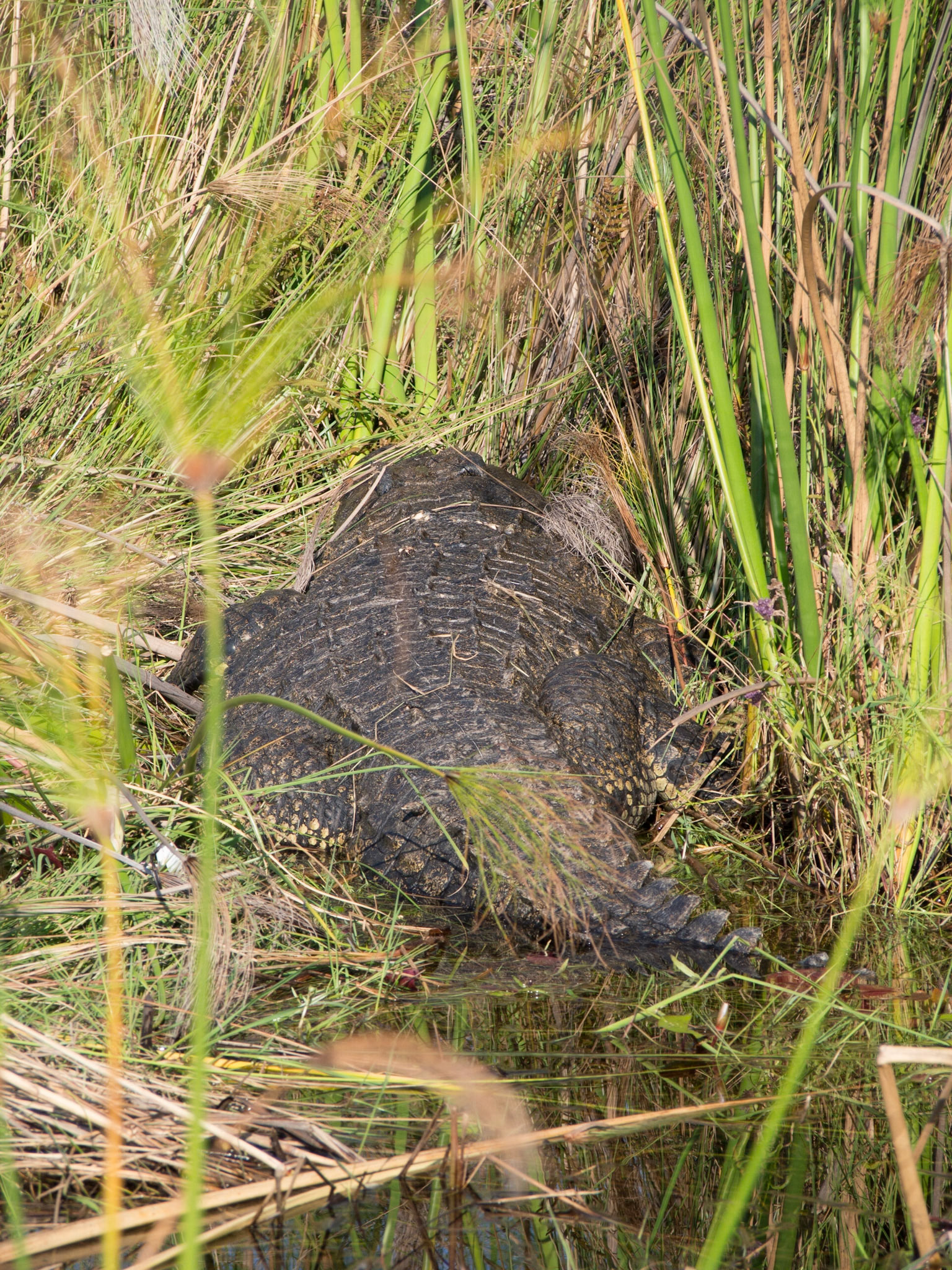 , North West, Botswana [Apr 2014]