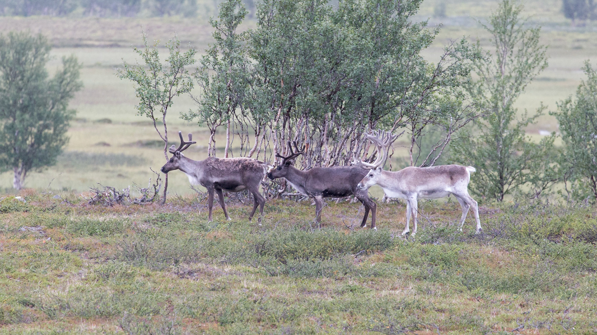 Kvalsund, Finnmark, Norway [Aug 2022]