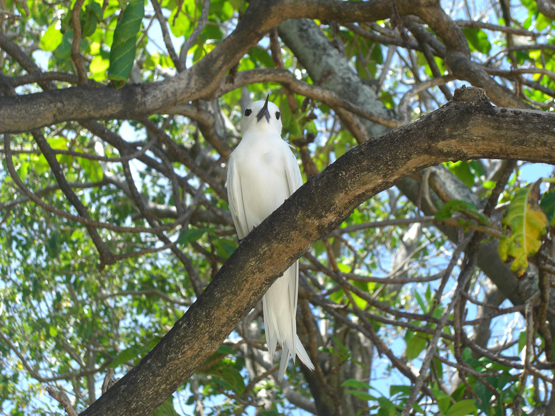 , Port Glaud, Seychelles [Apr 2012]