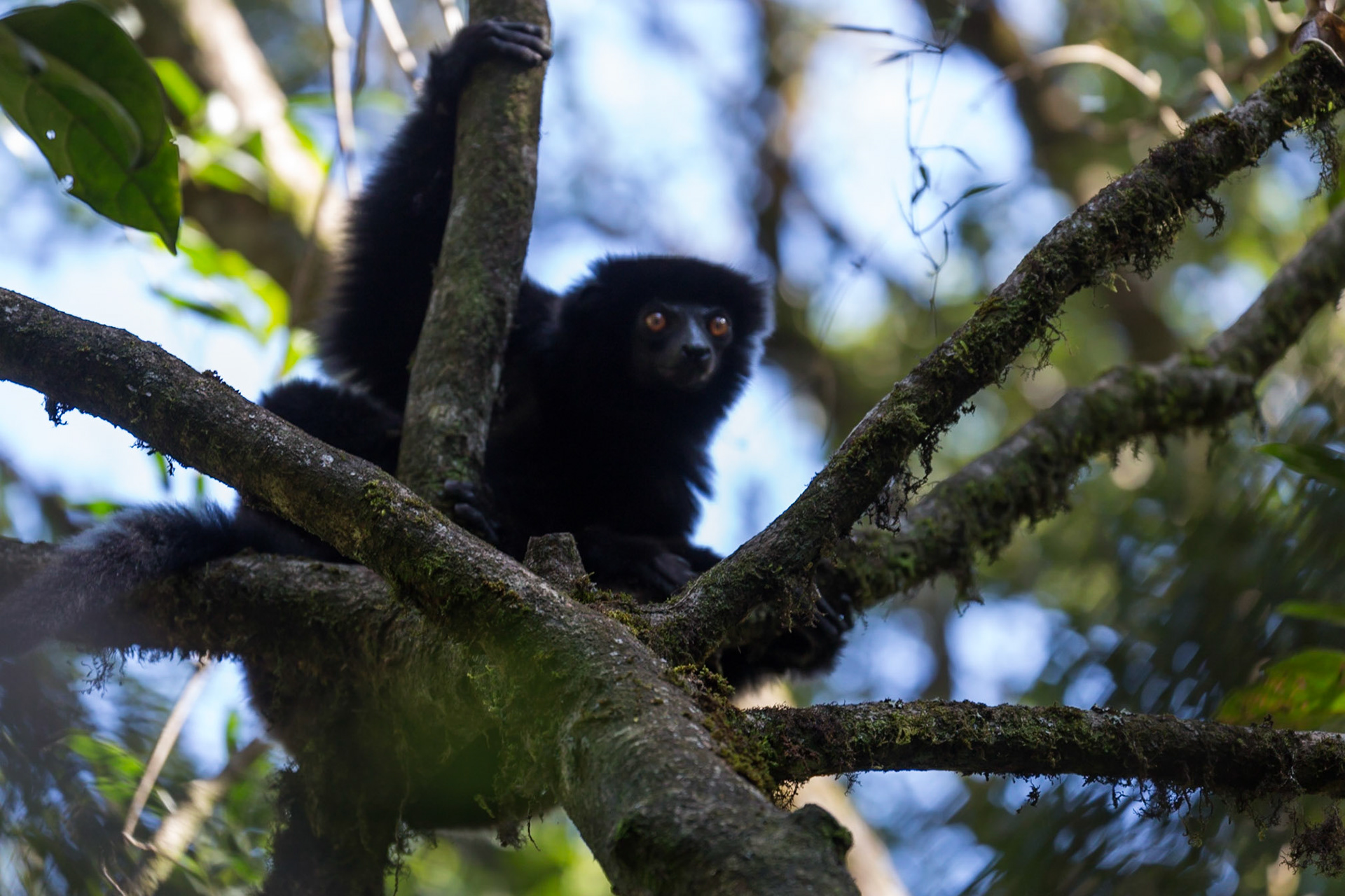 Ranomafana, Vatovavy, Madagascar [Apr 2019]