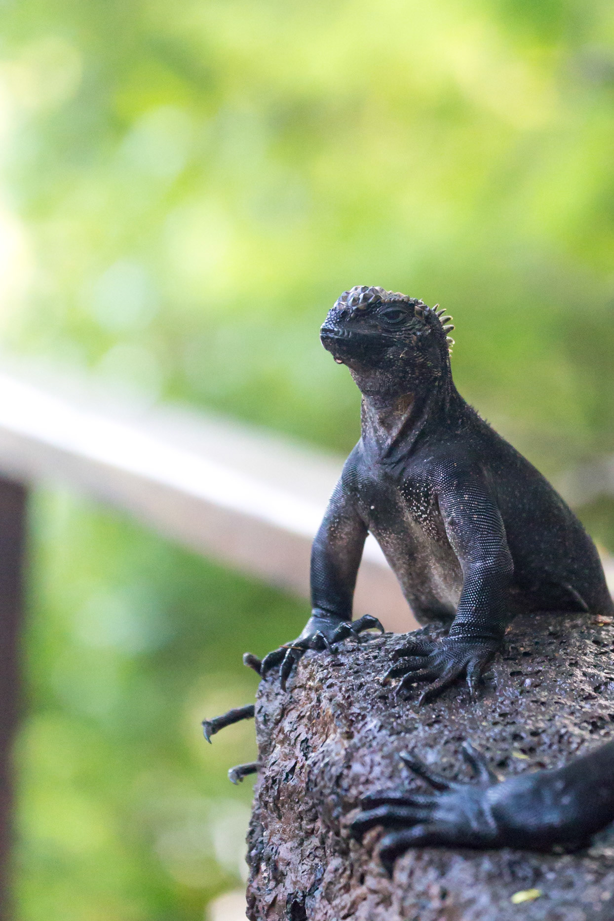 Isabela Canton, Galápagos, Ecuador [Apr 2022]