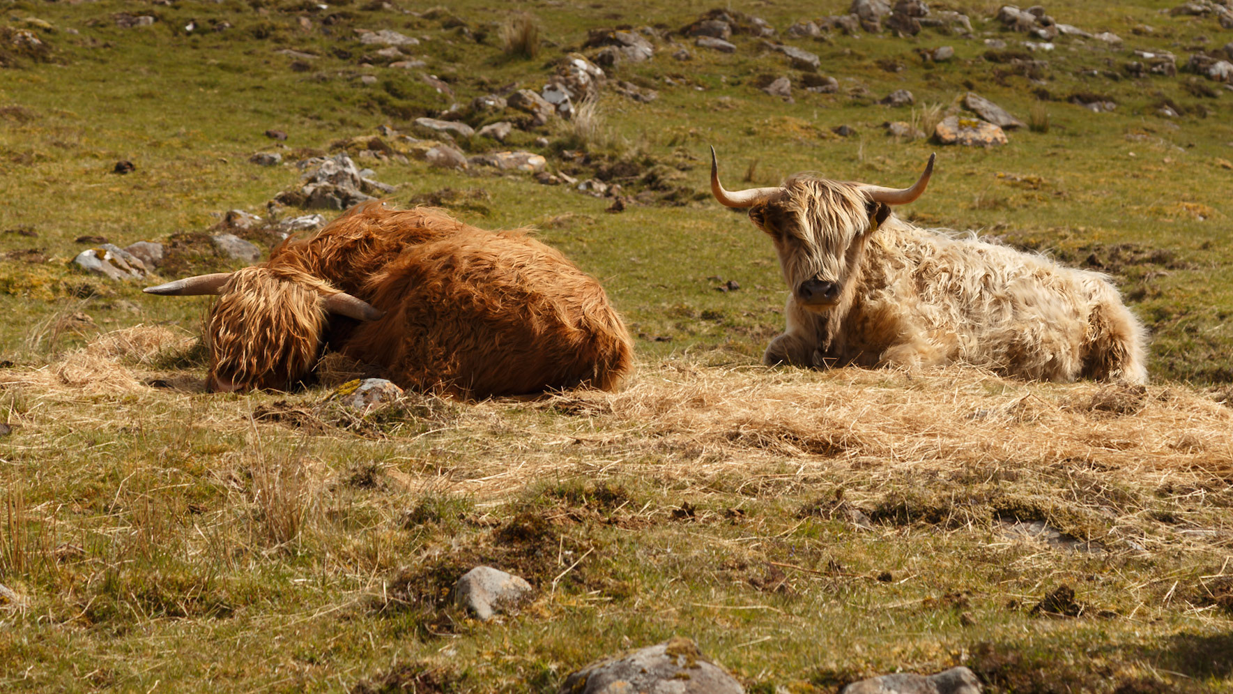 Portree, Scotland, United Kingdom [May 2026]