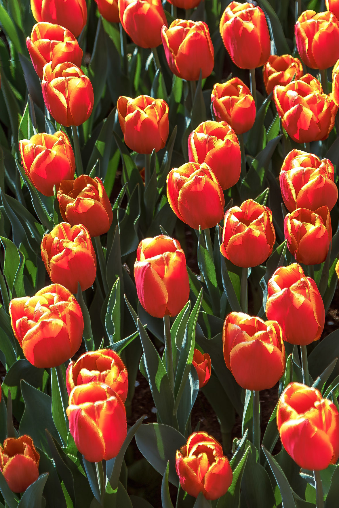 Lisse, South Holland, Netherlands [Apr 2025]