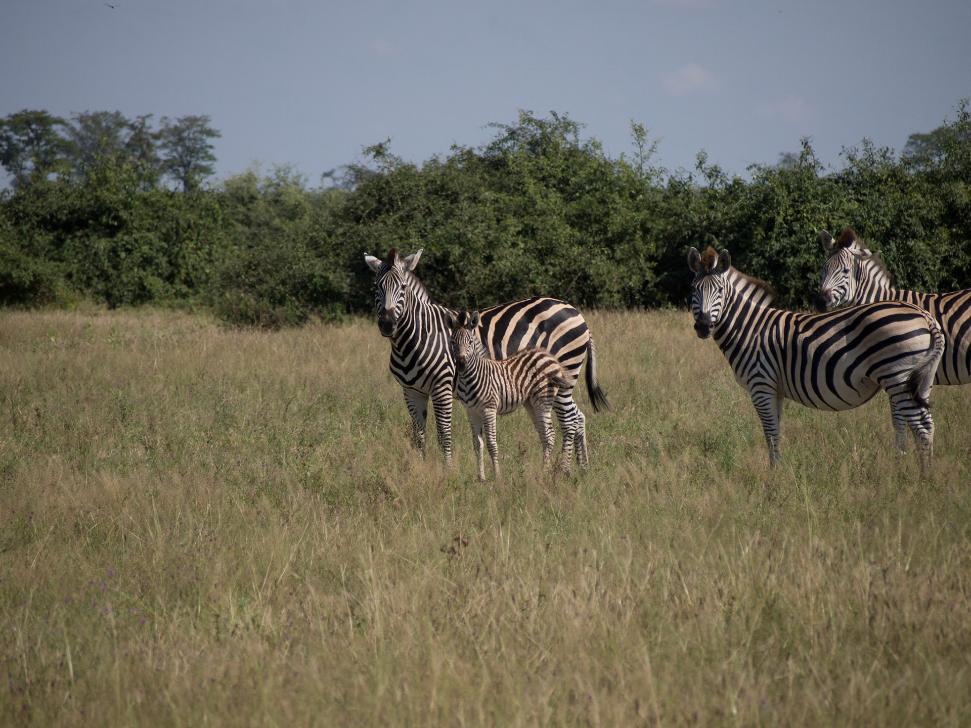 Savuti, North West, Botswana [Apr 2014]