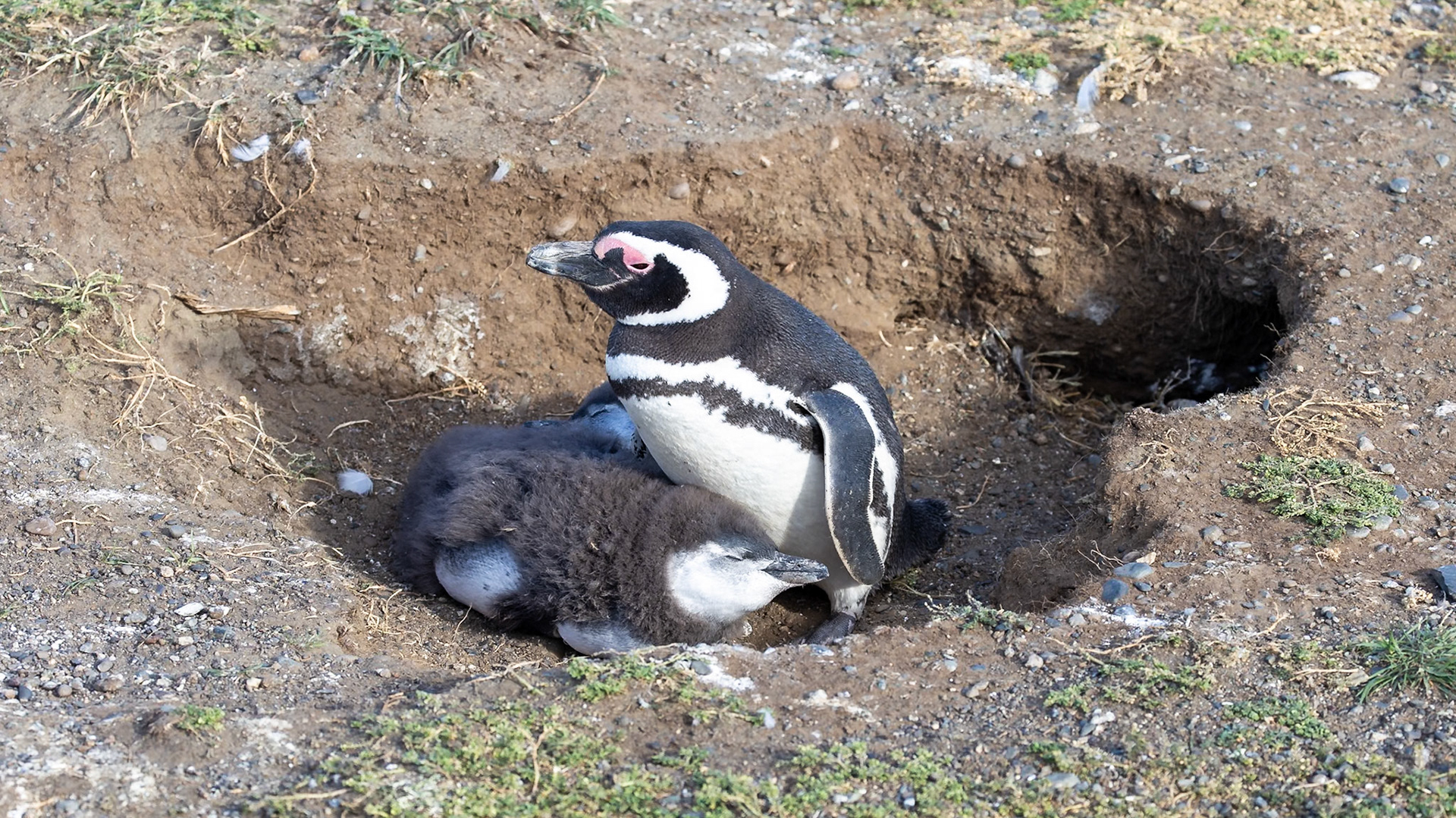 Punta Arenas, Magellan and the Chilean Antarctic, Chile [Jan 2024]