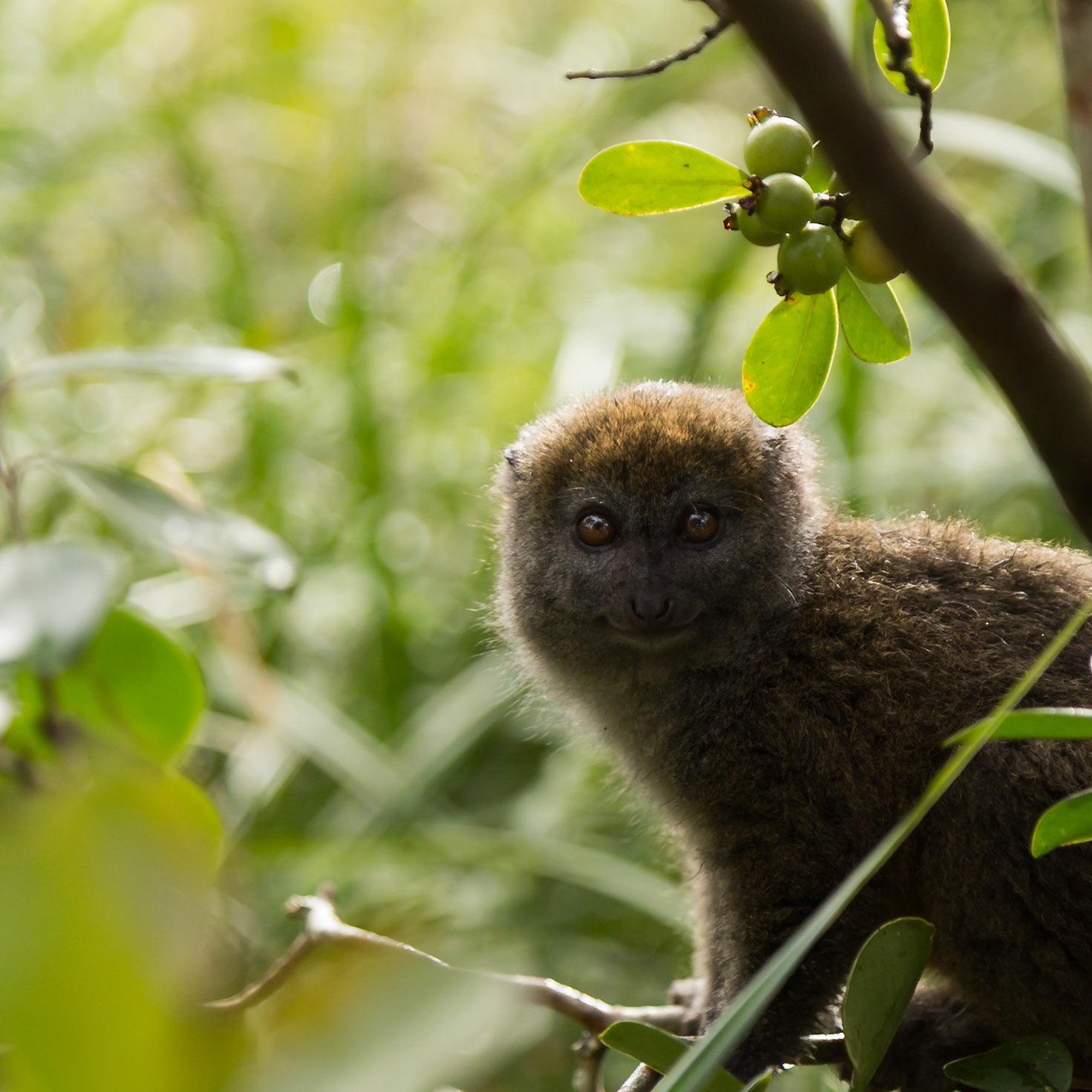 Vakona, Andasibe-Mantadia, Madagascar [Apr 2019]
