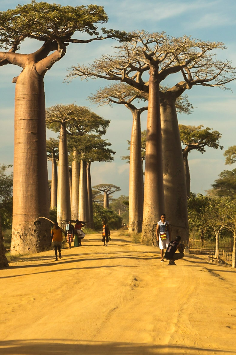 Morondava, Menabe, Madagascar [Apr 2019]