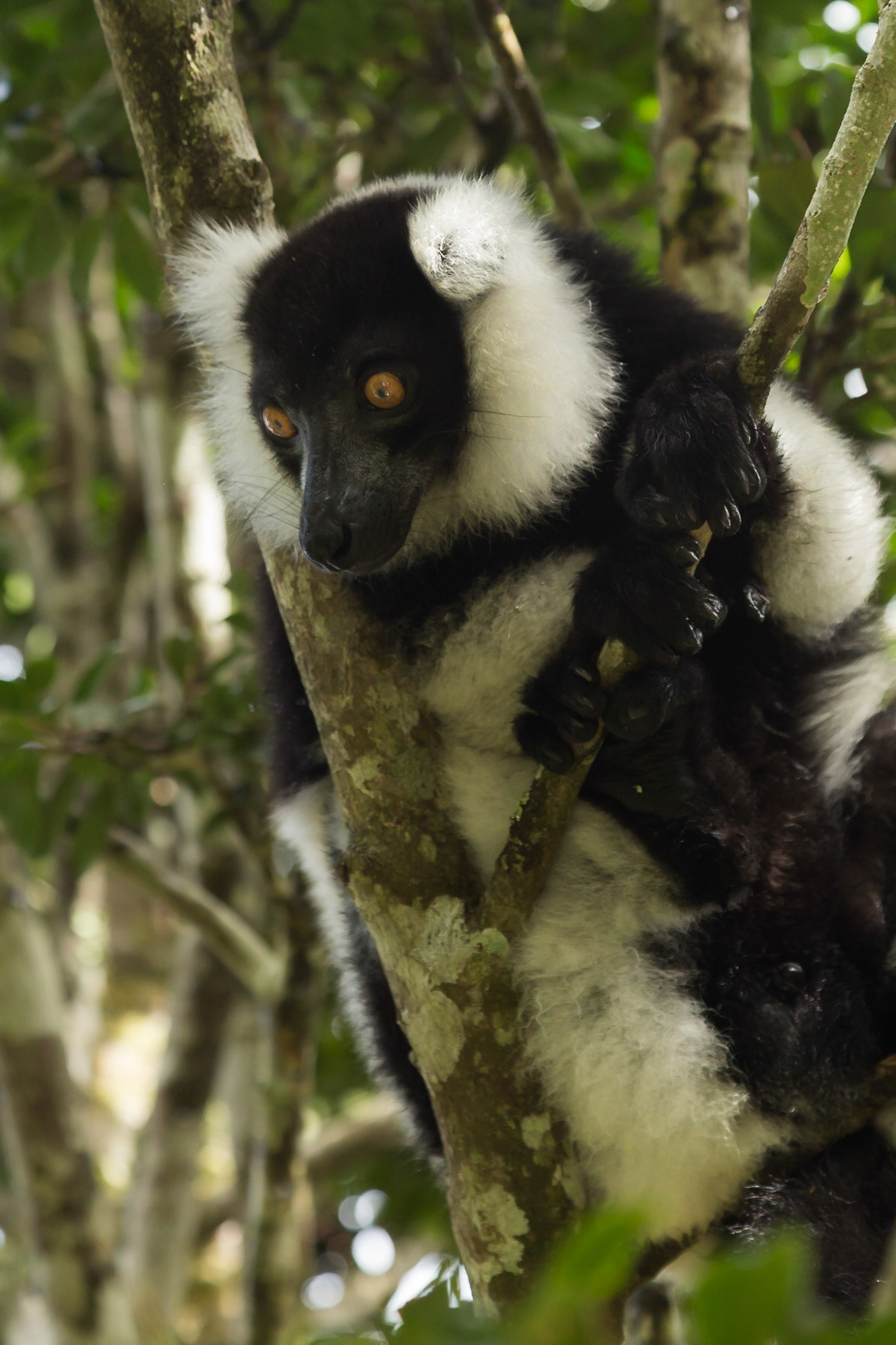 Vakona, Andasibe-Mantadia, Madagascar [Apr 2019]