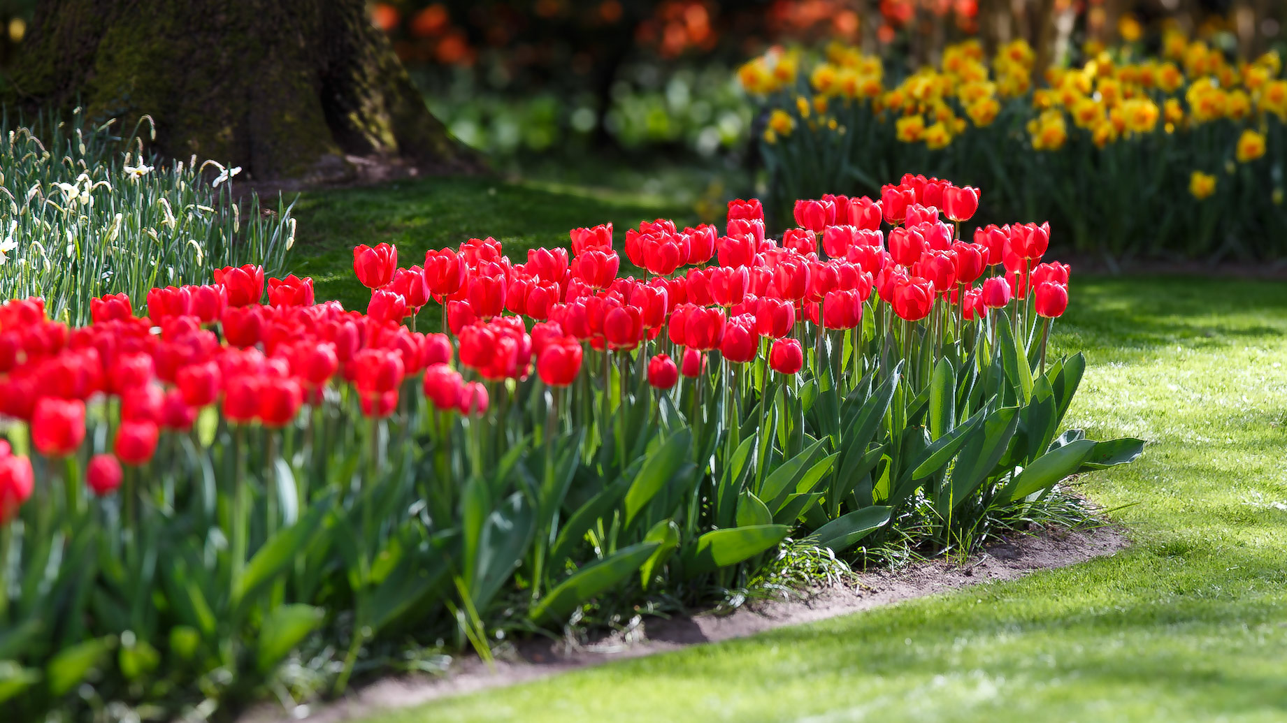 Lisse, South Holland, Netherlands [Apr 2025]