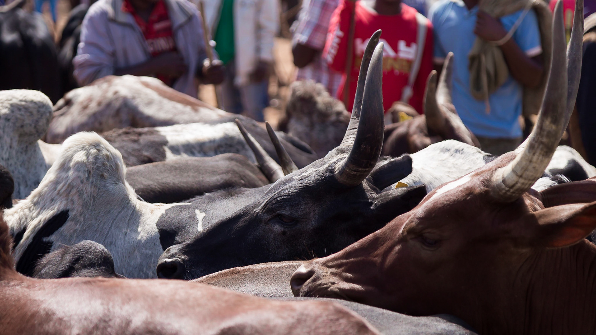Ambalavao, Haute Matsiatra, Madagascar [Apr 2019]
