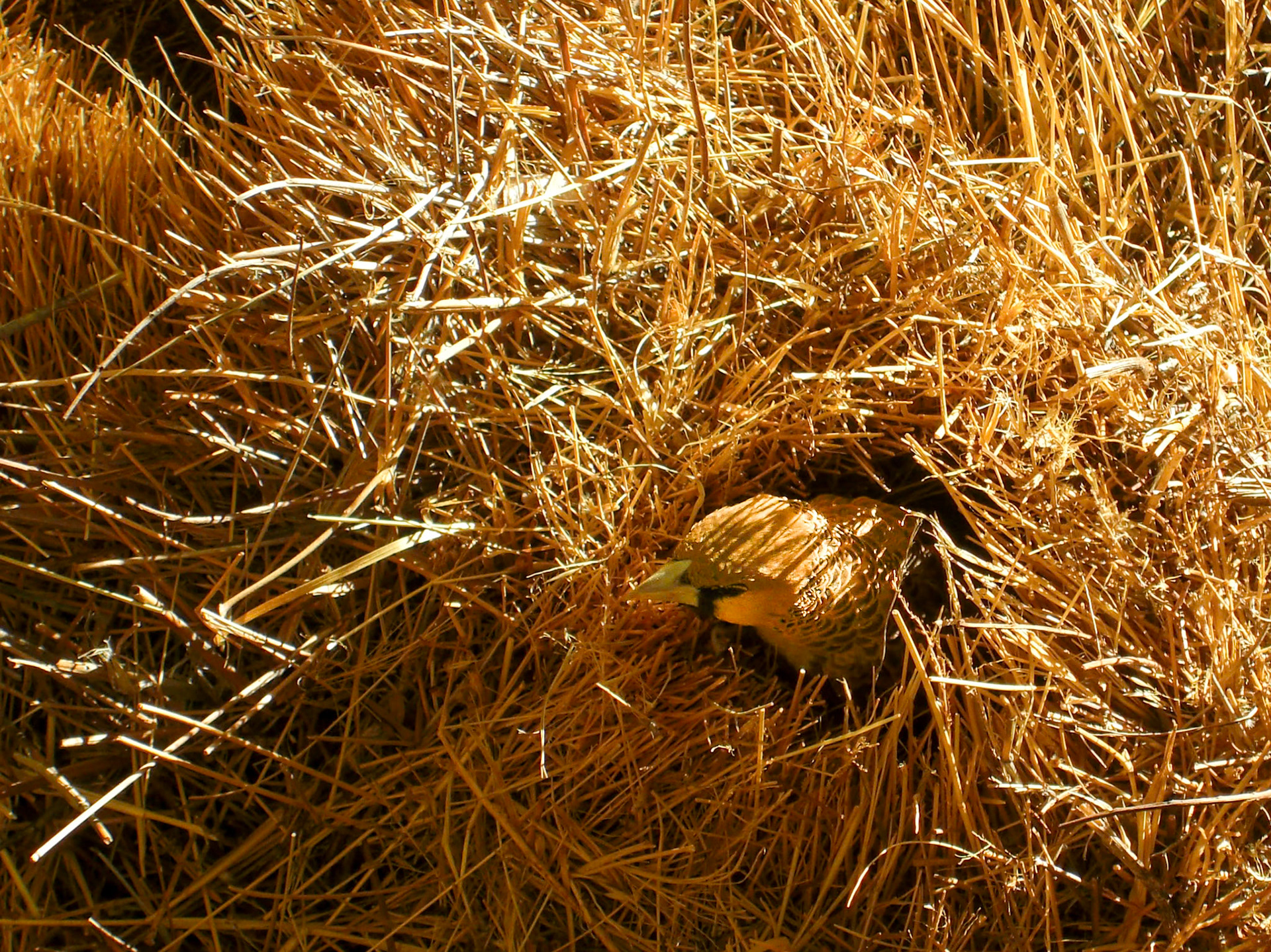 , Hardap, Namibia [Apr 2010]