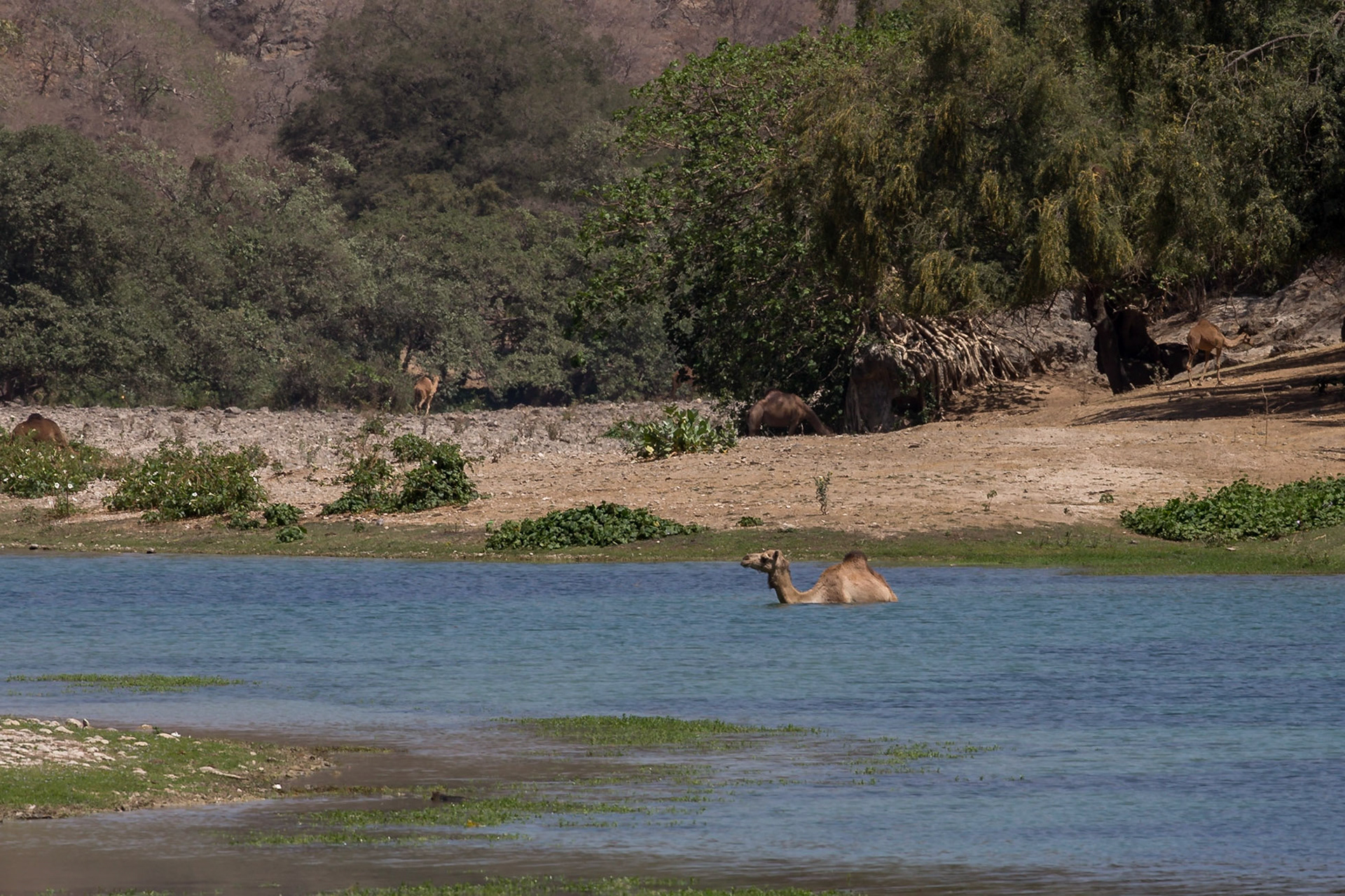 Taqah, Dhofar Governorate, Oman [Mar 2018]
