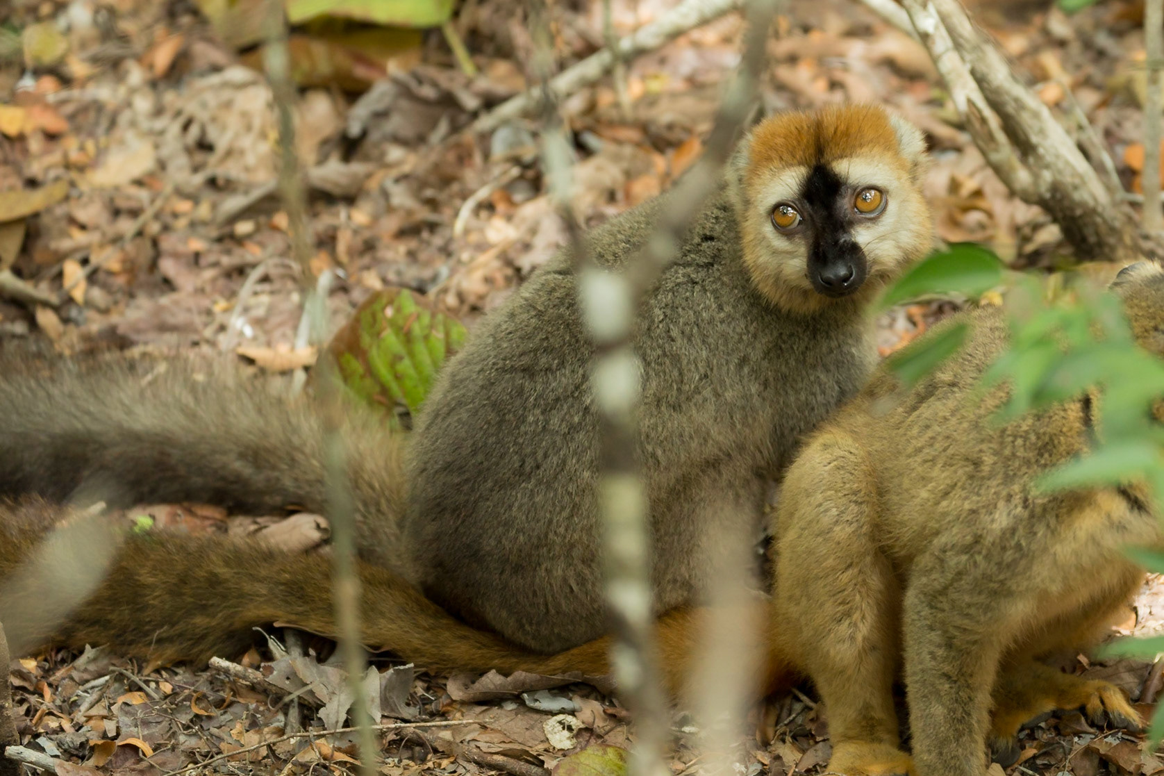 Kirindy, Toliara, Madagascar [Apr 2019]