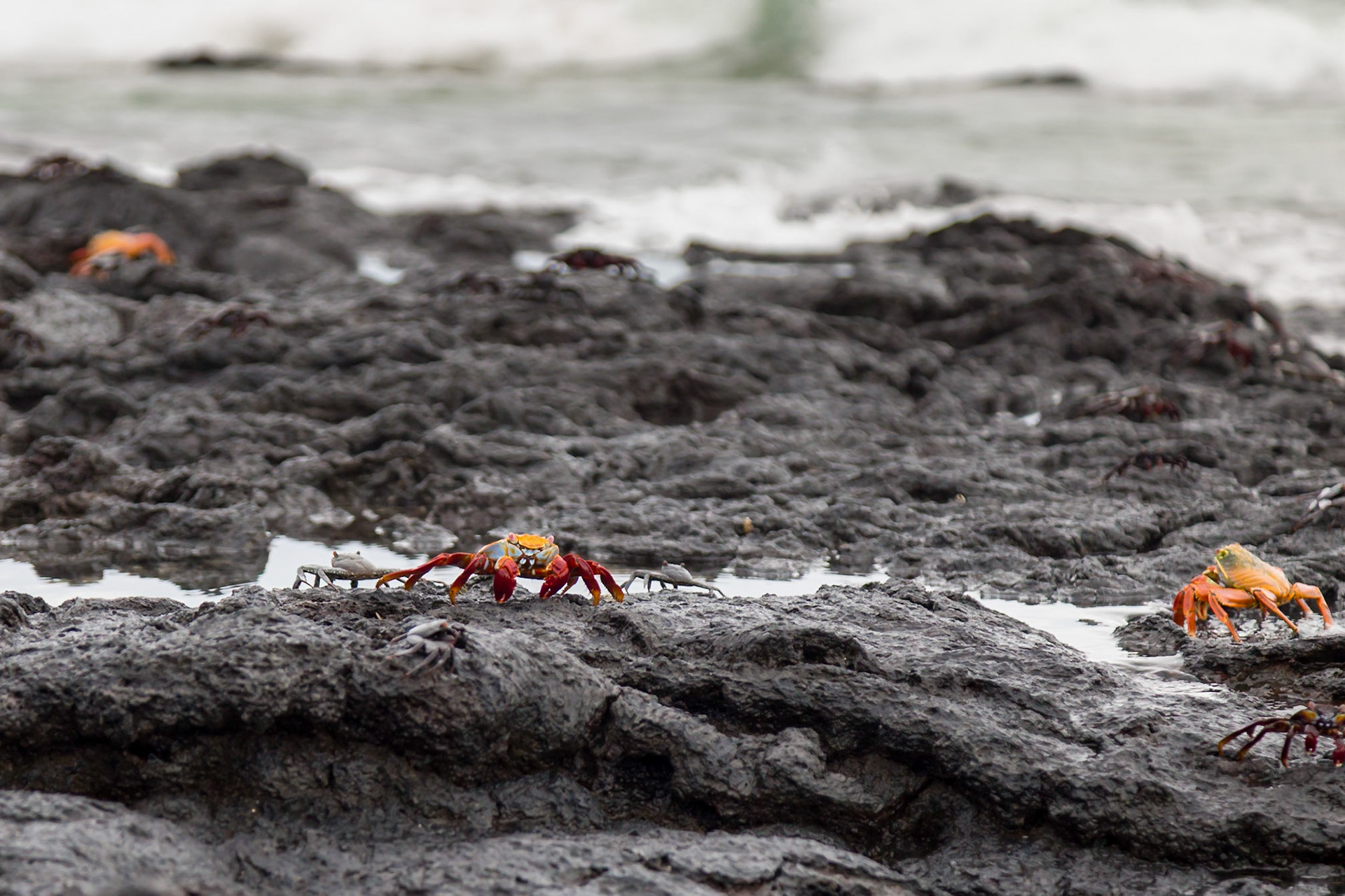 Isabela Canton, Galápagos, Ecuador [Mar 2022]