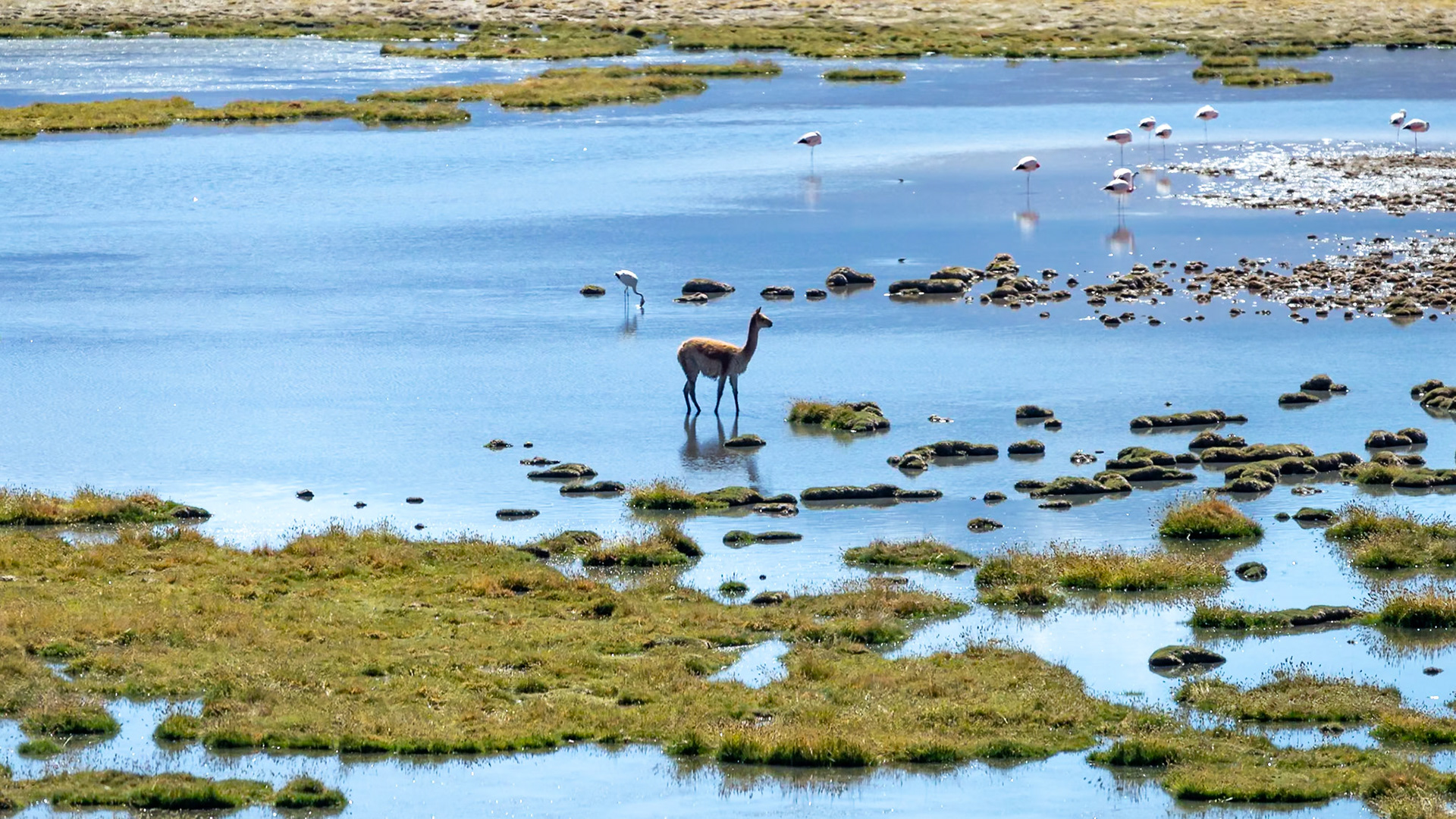 San Pedro de Atacama, Antofagasta, Chile [Jan 2024]