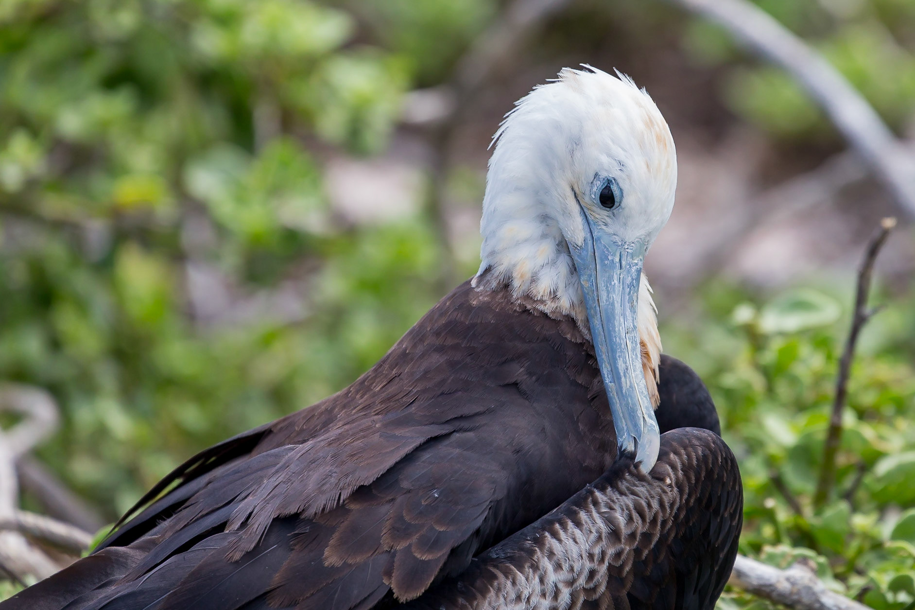 Santa Cruz Canton, Galápagos, Ecuador [Apr 2022]