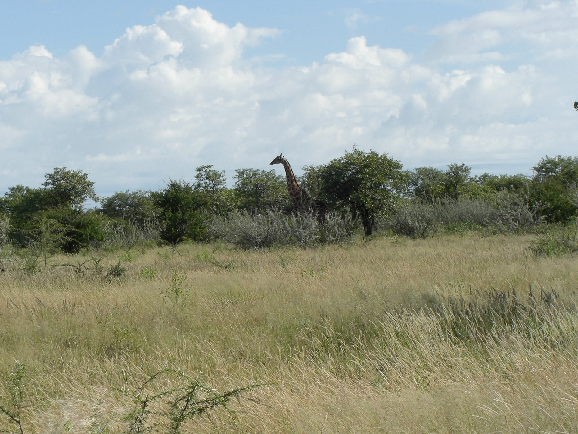 , Oshikoto, Namibia [Mar 2010]