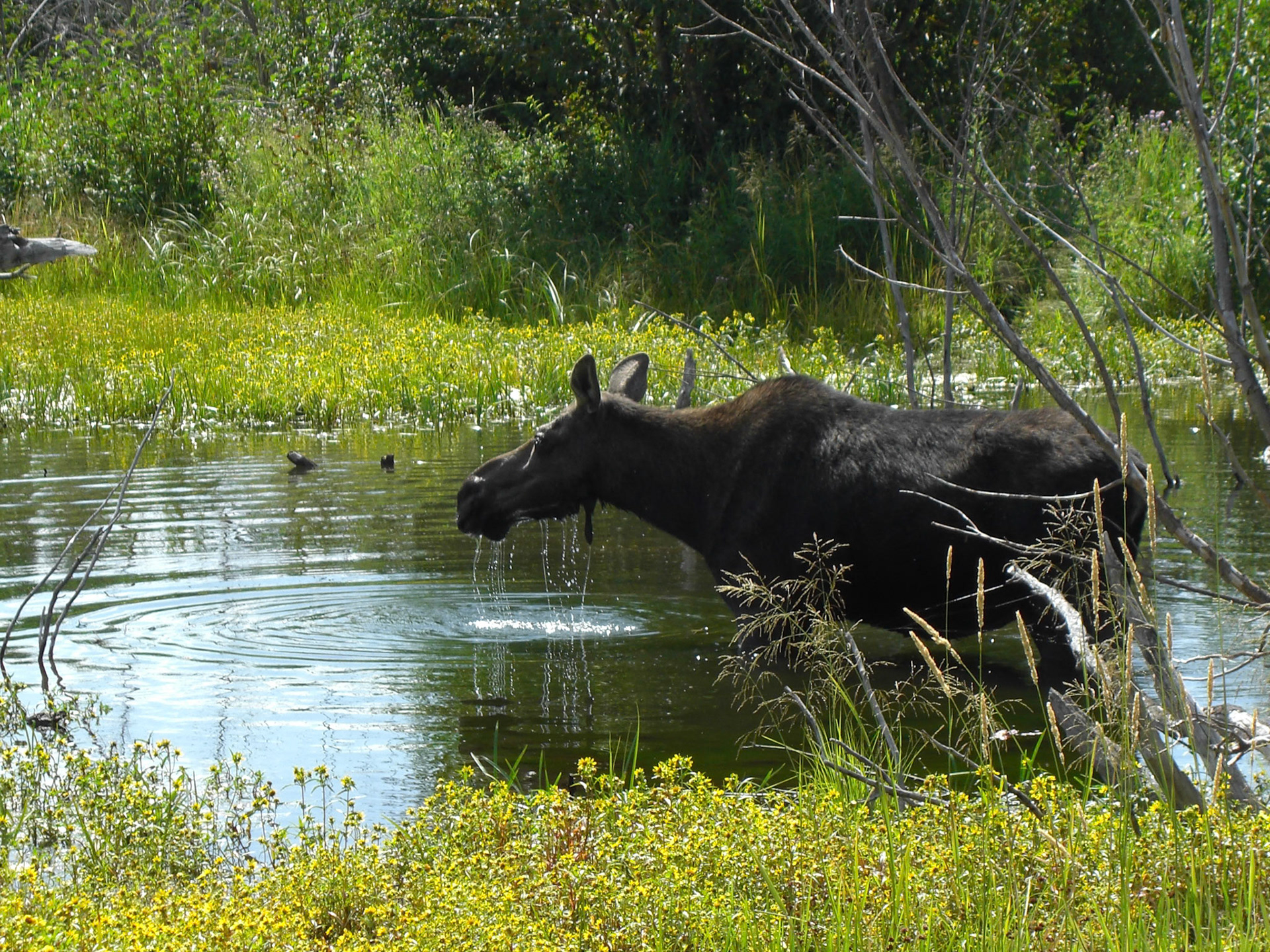 Alta, Wyoming, United States [Aug 2008]