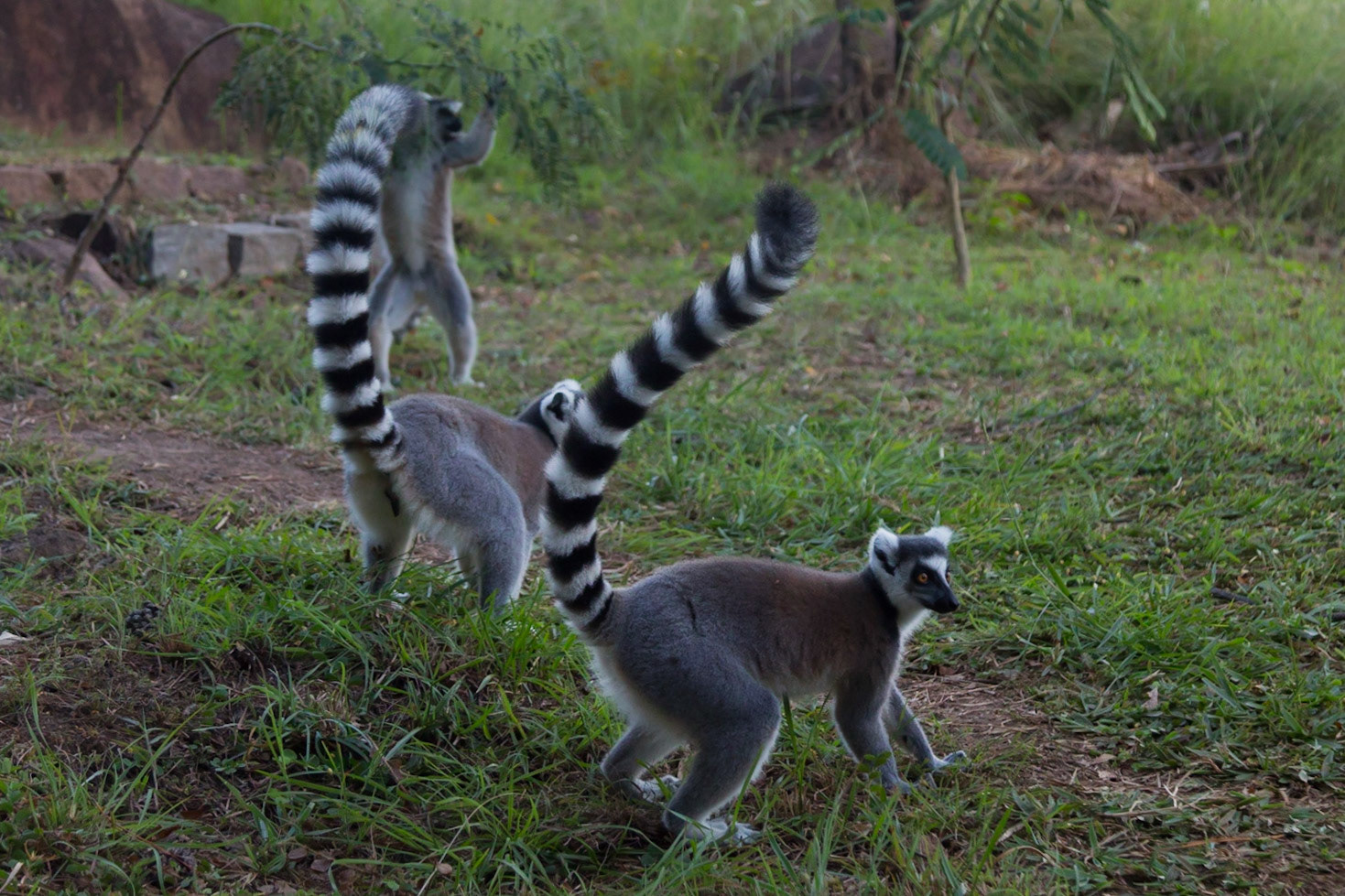 Camp Catta, Haute Matsiatra, Madagascar [Apr 2019]
