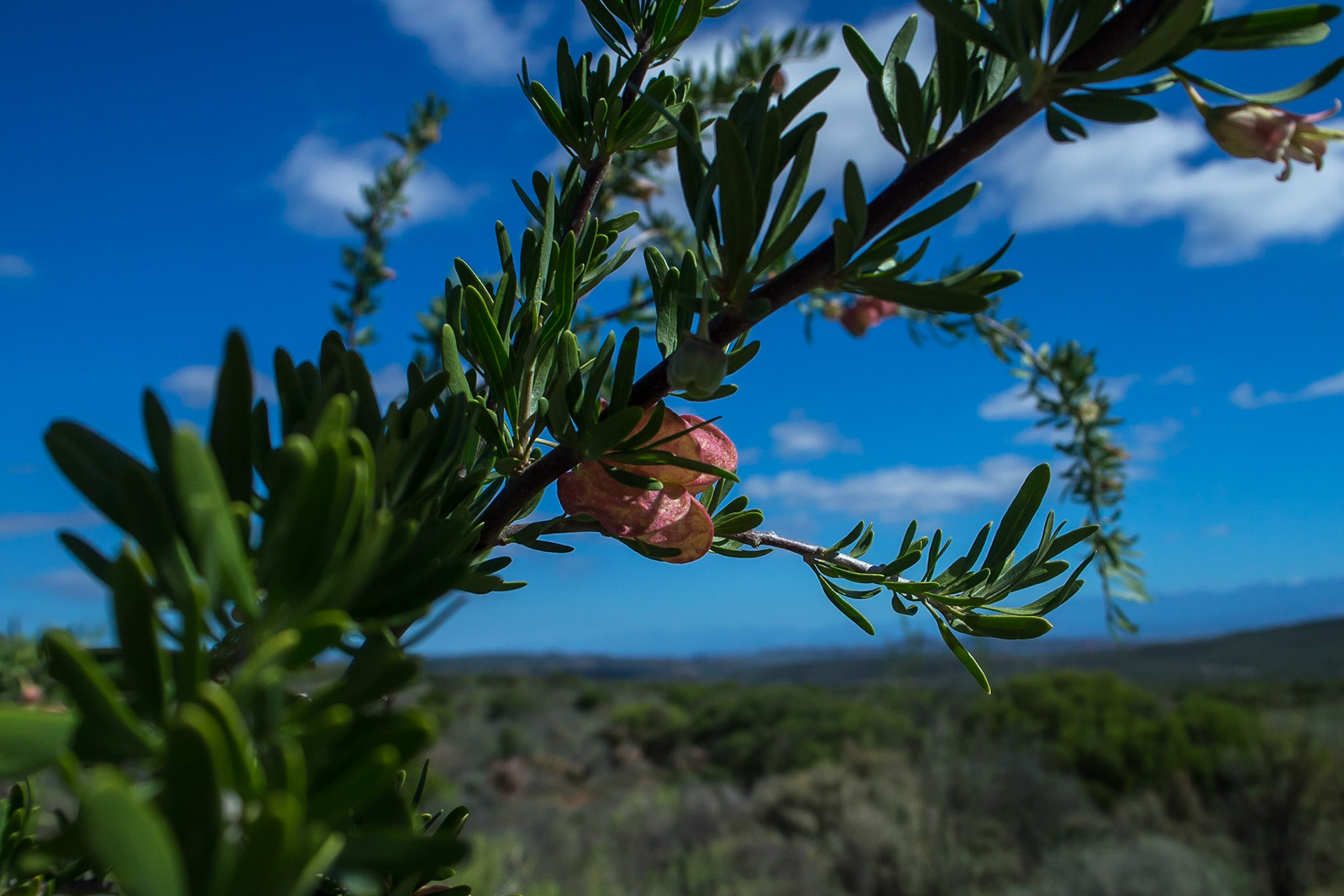 Karoo, Oudtshoorn, Western Cape, South Africa [Mar 2016]