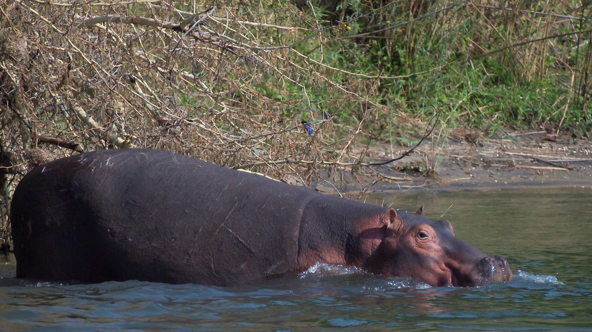 Liwonde, Southern Region, Malawi [Aug 2016]