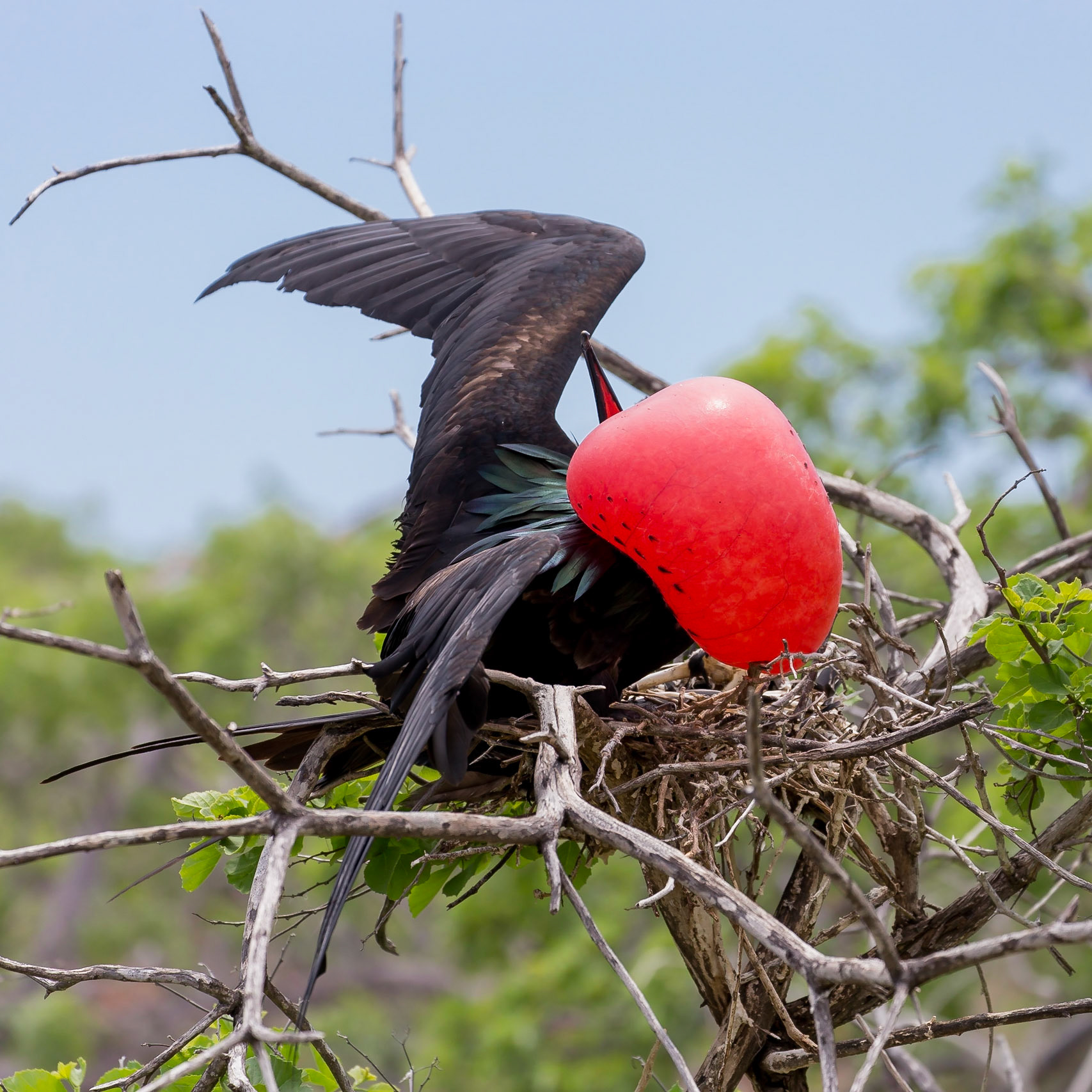 Santa Cruz Canton, Galápagos, Ecuador [Apr 2022]