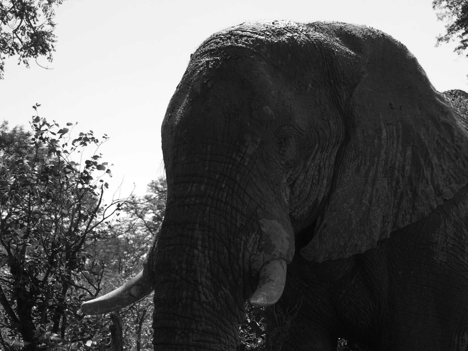 , North West, Botswana [Apr 2014]