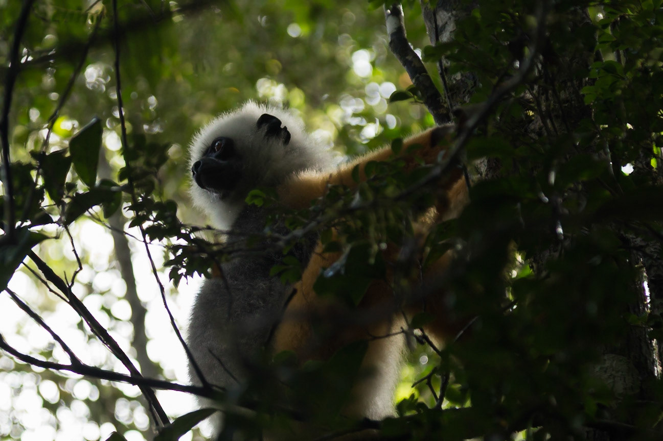 Andasibe, Analamazaotra, Madagascar [Apr 2019]