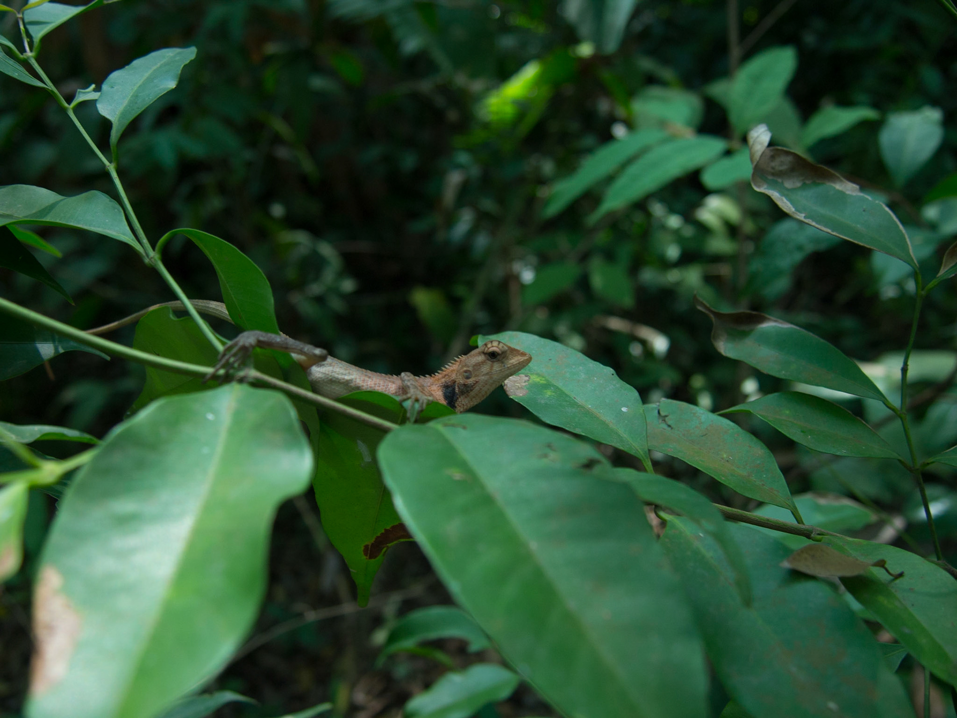 Ream, Sihanoukville, Cambodia [Apr 2015]