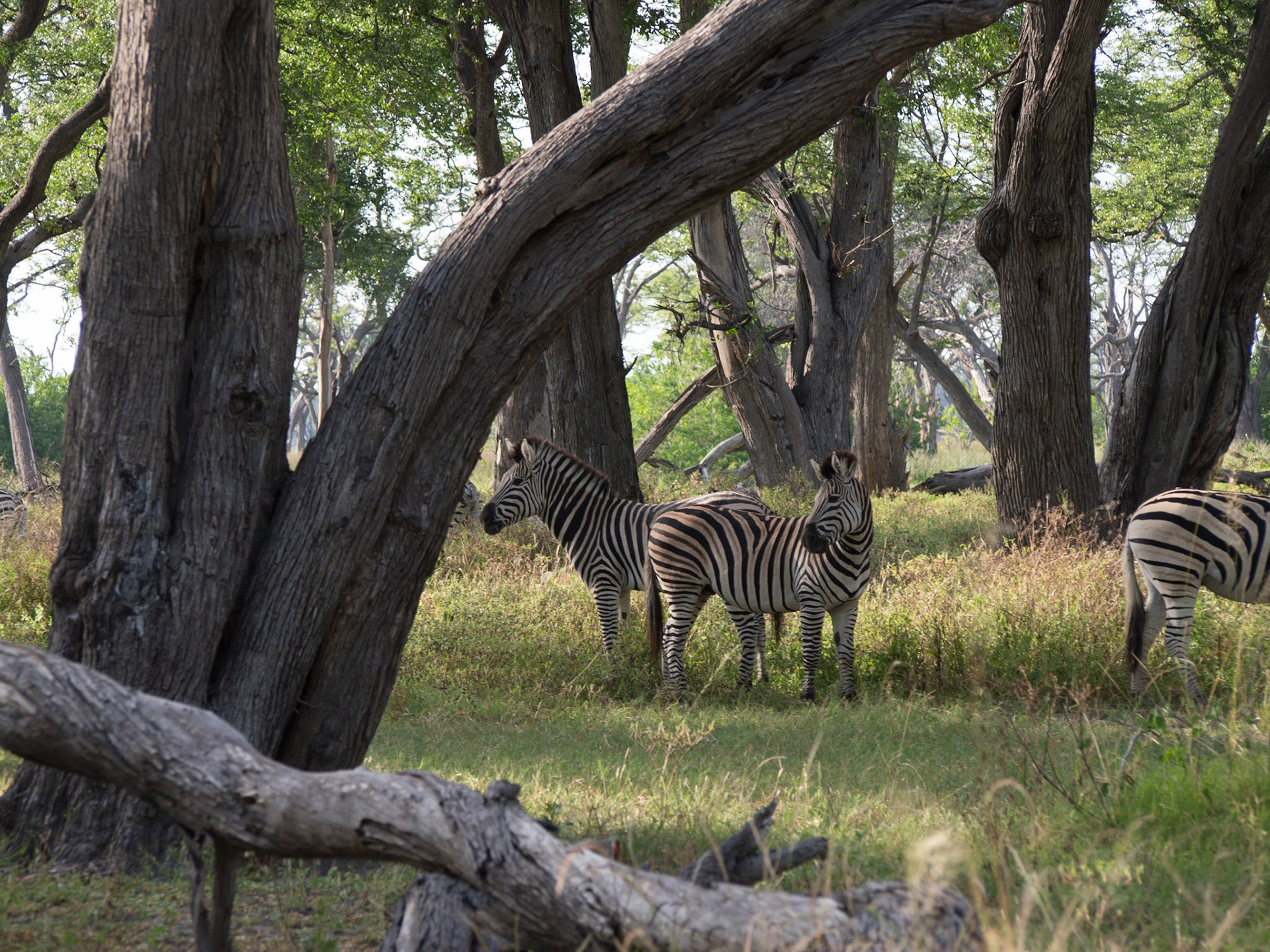 , North West, Botswana [Apr 2014]