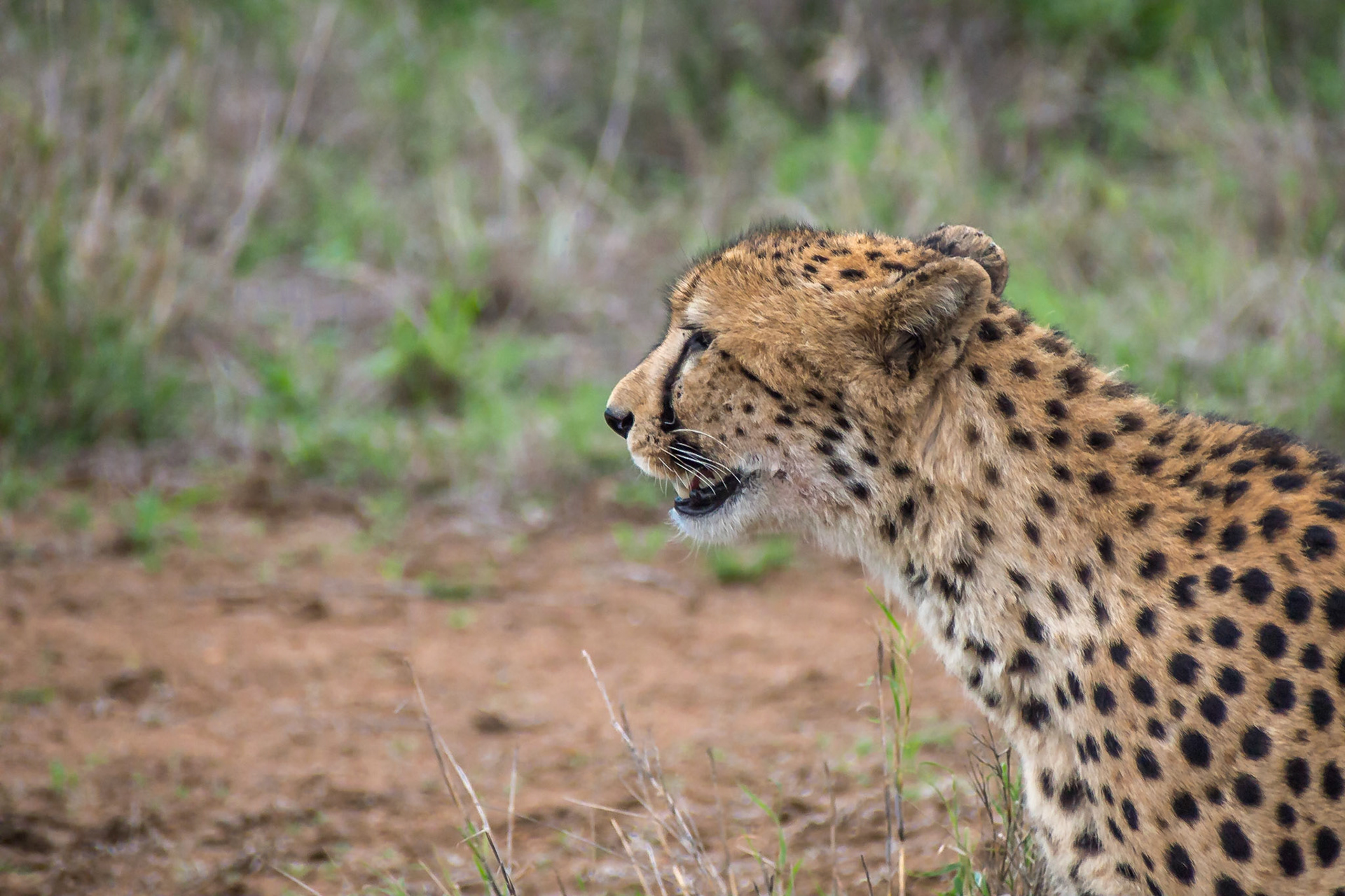 Kruger Park, Mpumalanga, South Africa [Mar 2016]