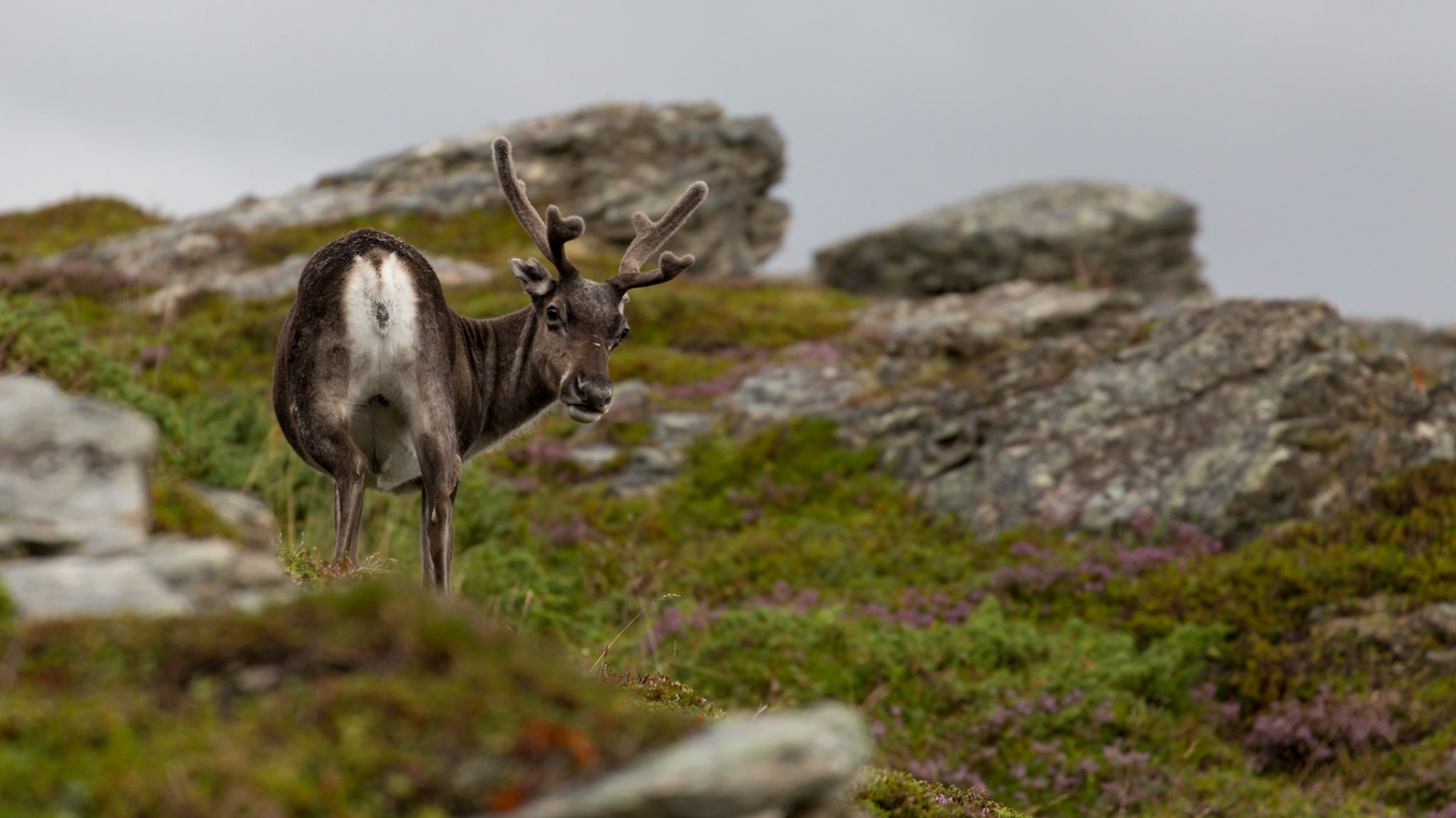 Kvalsund, Troms, Norway [Aug 2022]