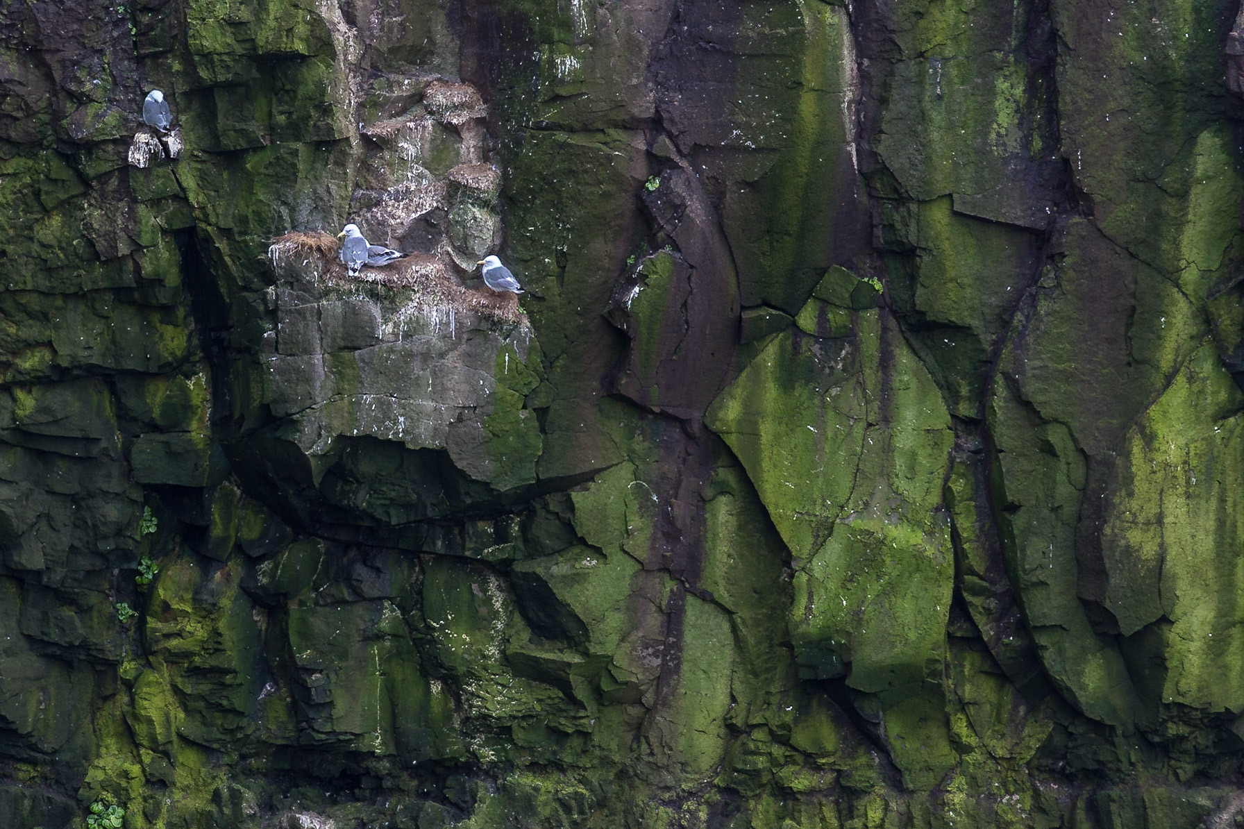 Latrabjarg, West Fjoerds, iceland [Aug 2018]