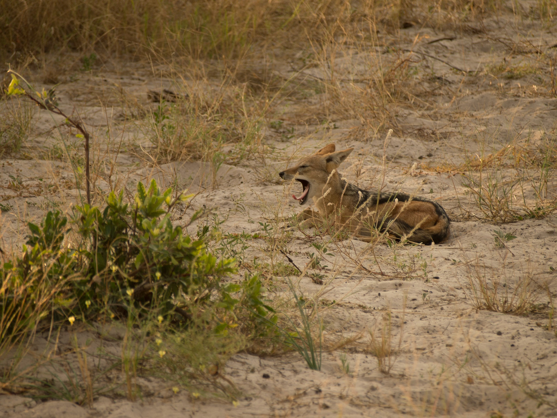 , North West, Botswana [Apr 2014]