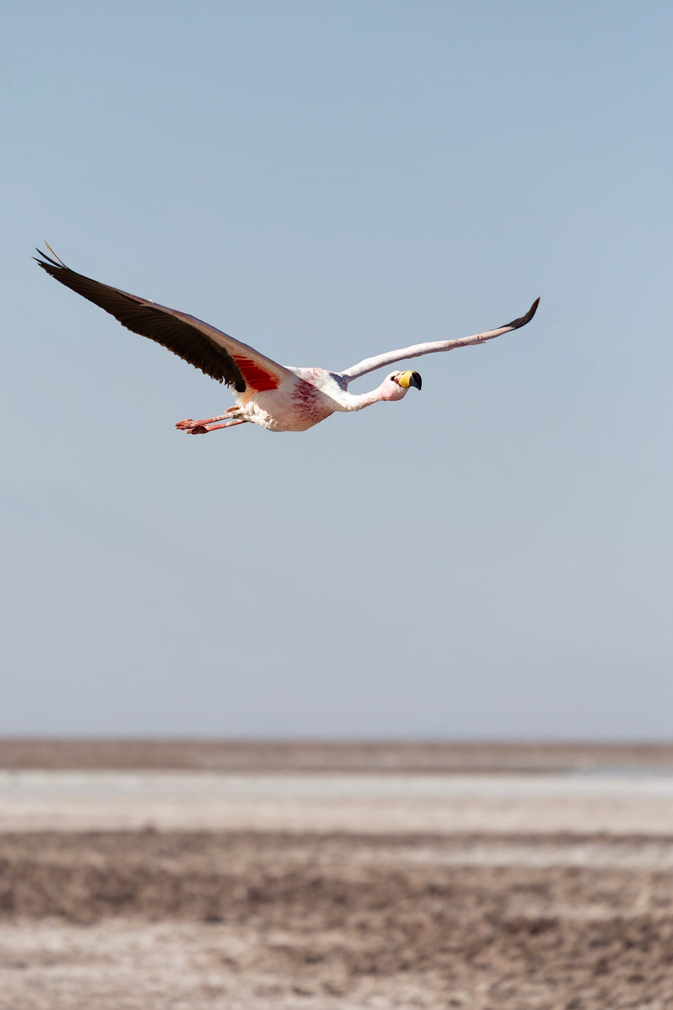 San Pedro de Atacama, Antofagasta, Chile [Jan 2024]